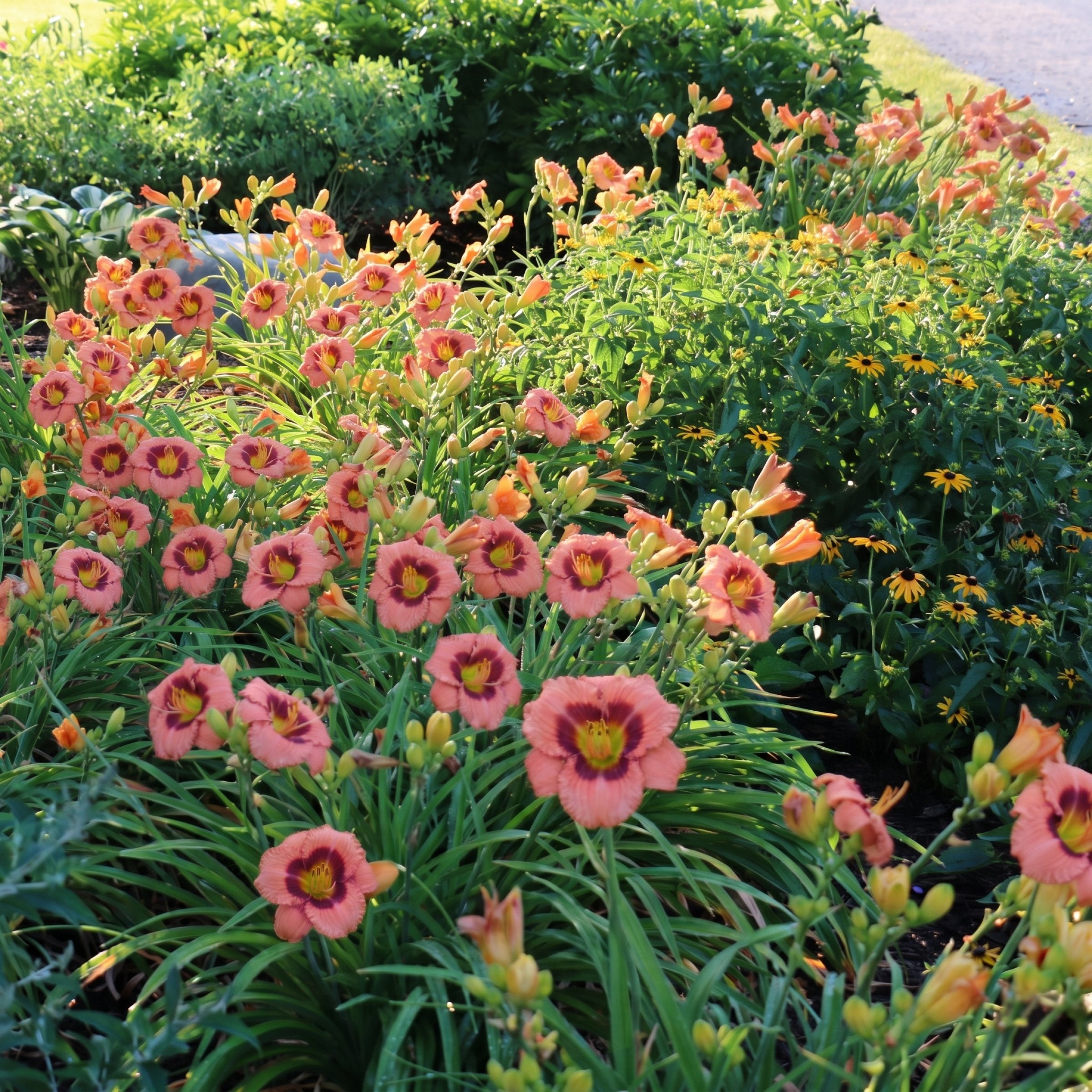 Hemerocallis 'Rosy Returns' Daylily - 1 Gallon Pot