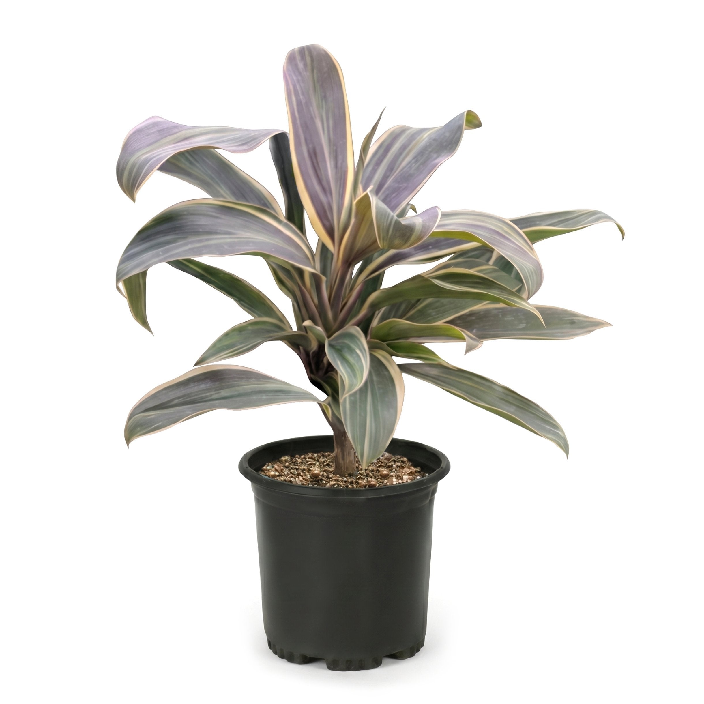 Cordyline 'Chocolate Queen' - 1 Gallon Pot