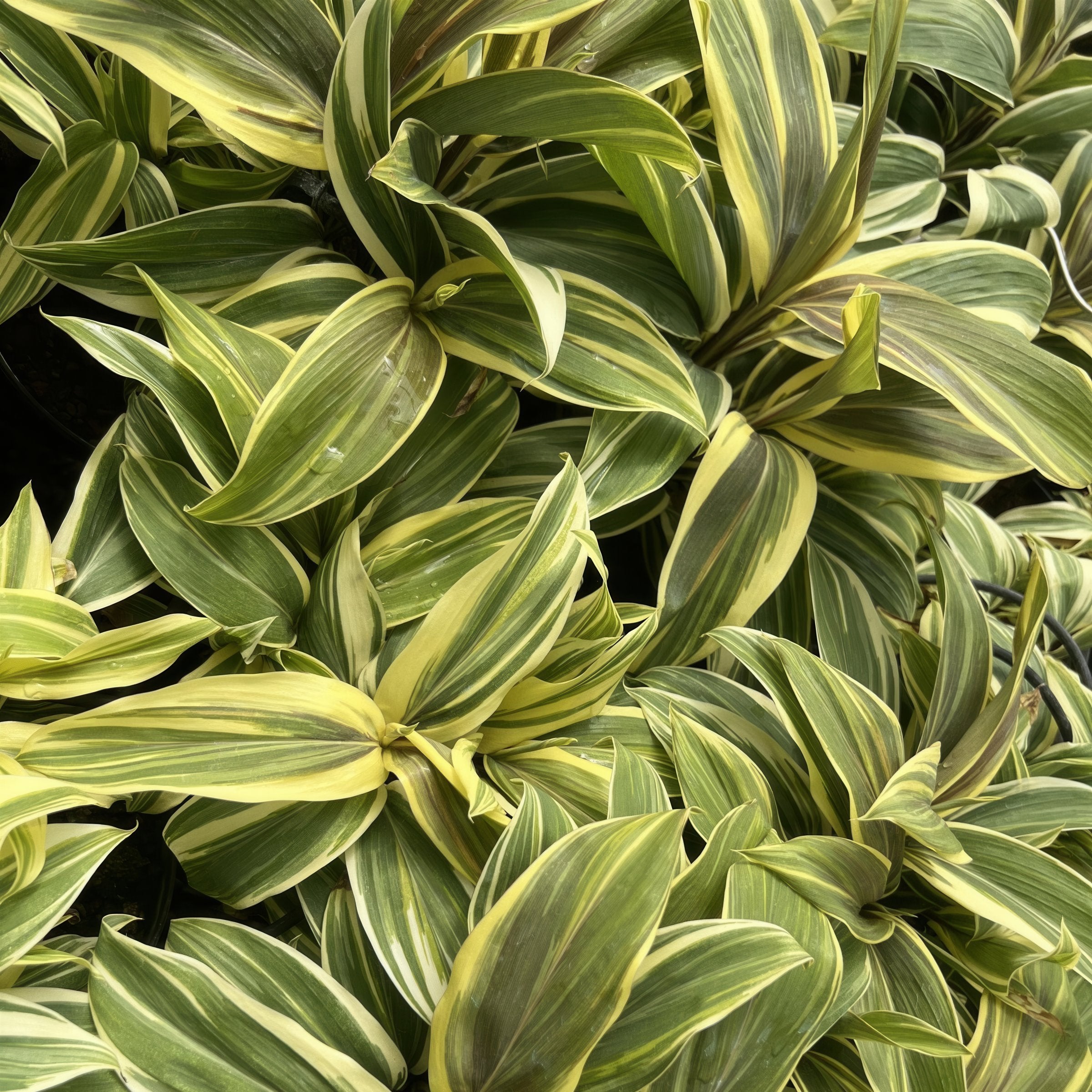 Cordyline 'Chocolate Queen' - 1 Gallon Pot