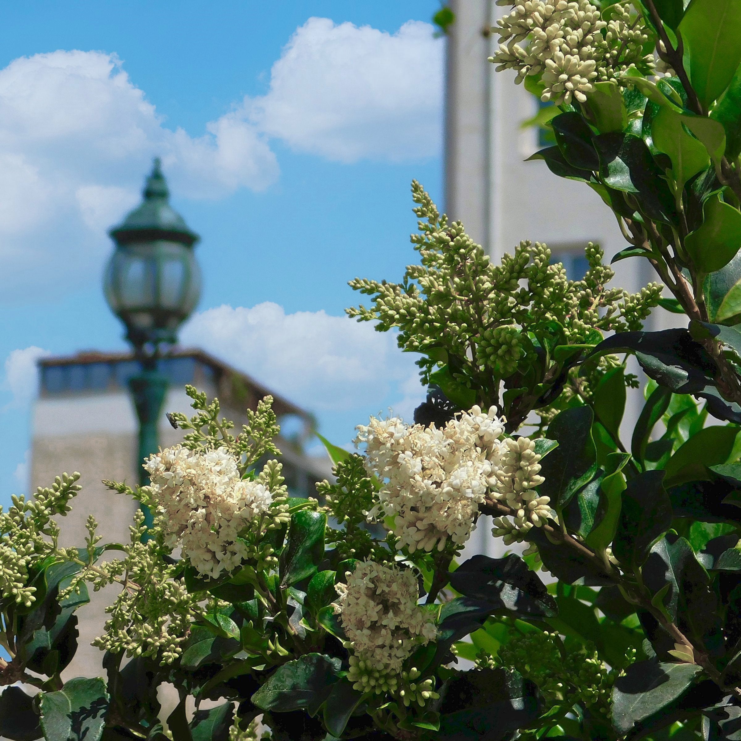 Ligustrum Wax Leaf - Square Quart