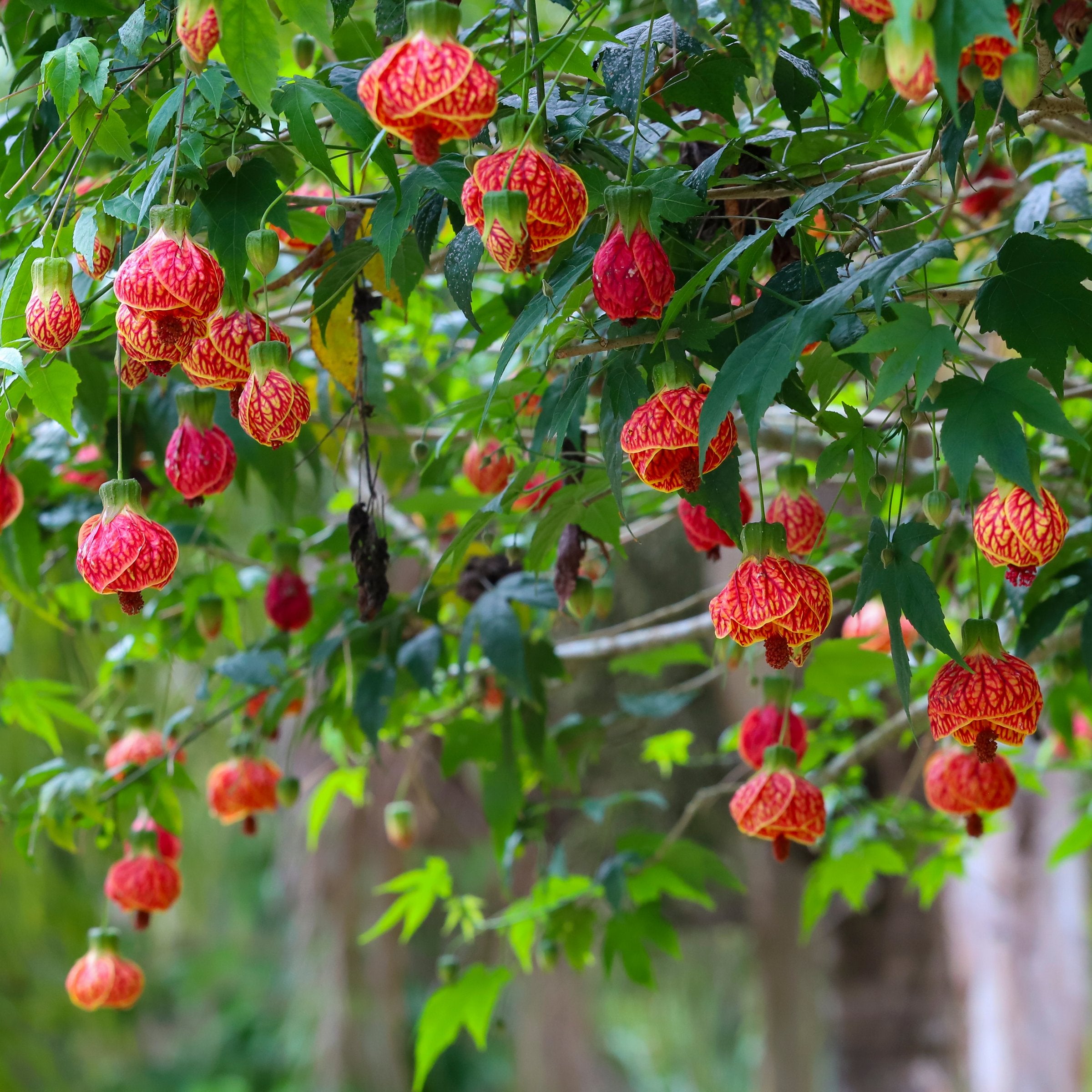 Abutilon 'Biltmore Ballgown' - 1 Gallon (PICK UP ONLY)