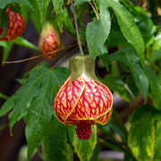 Abutilon 'Biltmore Ballgown' - 1 Gallon (PICK UP ONLY)