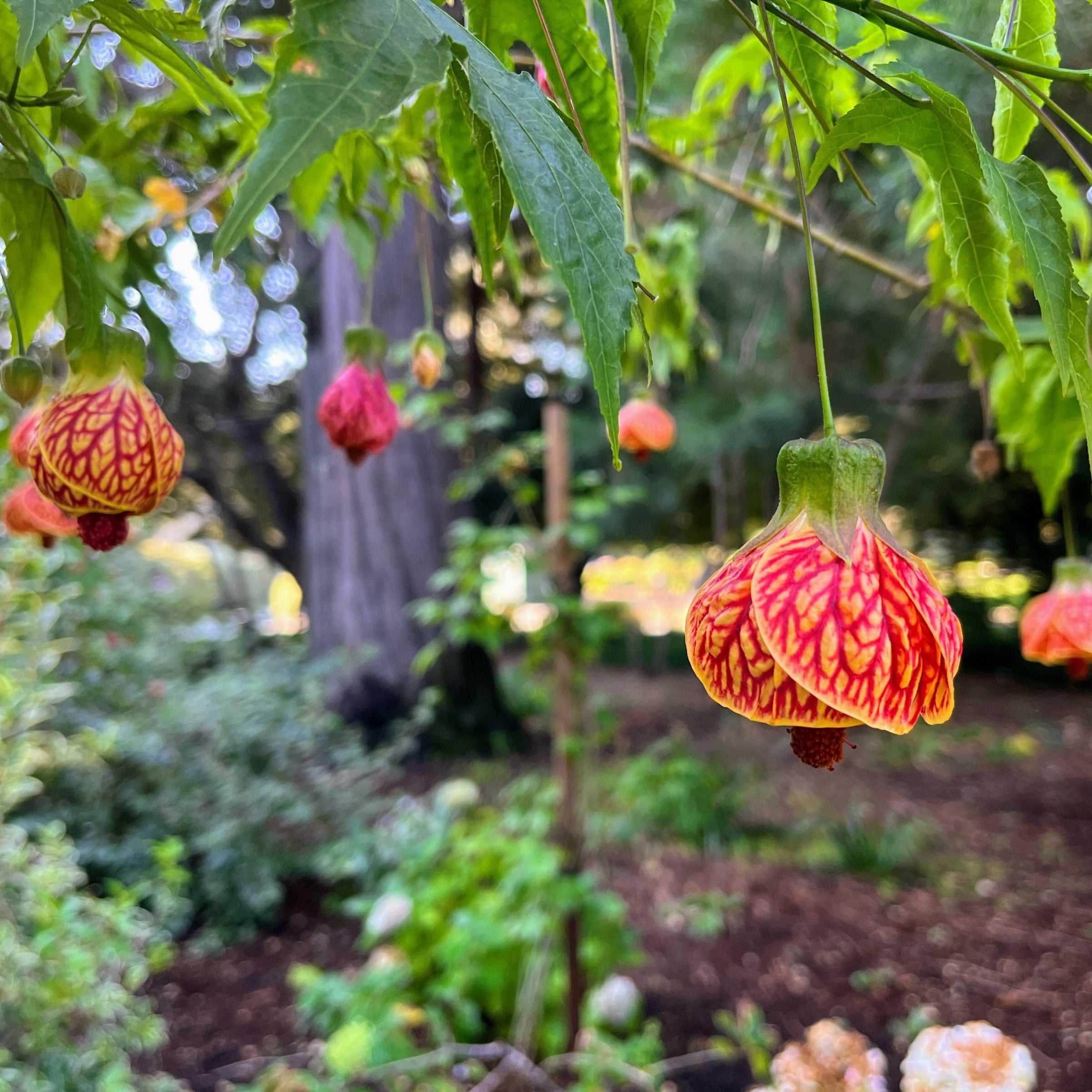 Abutilon 'Biltmore Ballgown' - 1 Gallon (PICK UP ONLY)