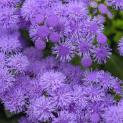 Ageratum Monarch Magic - 3.25" Pot (NOVEMBER PICK UP SALE)