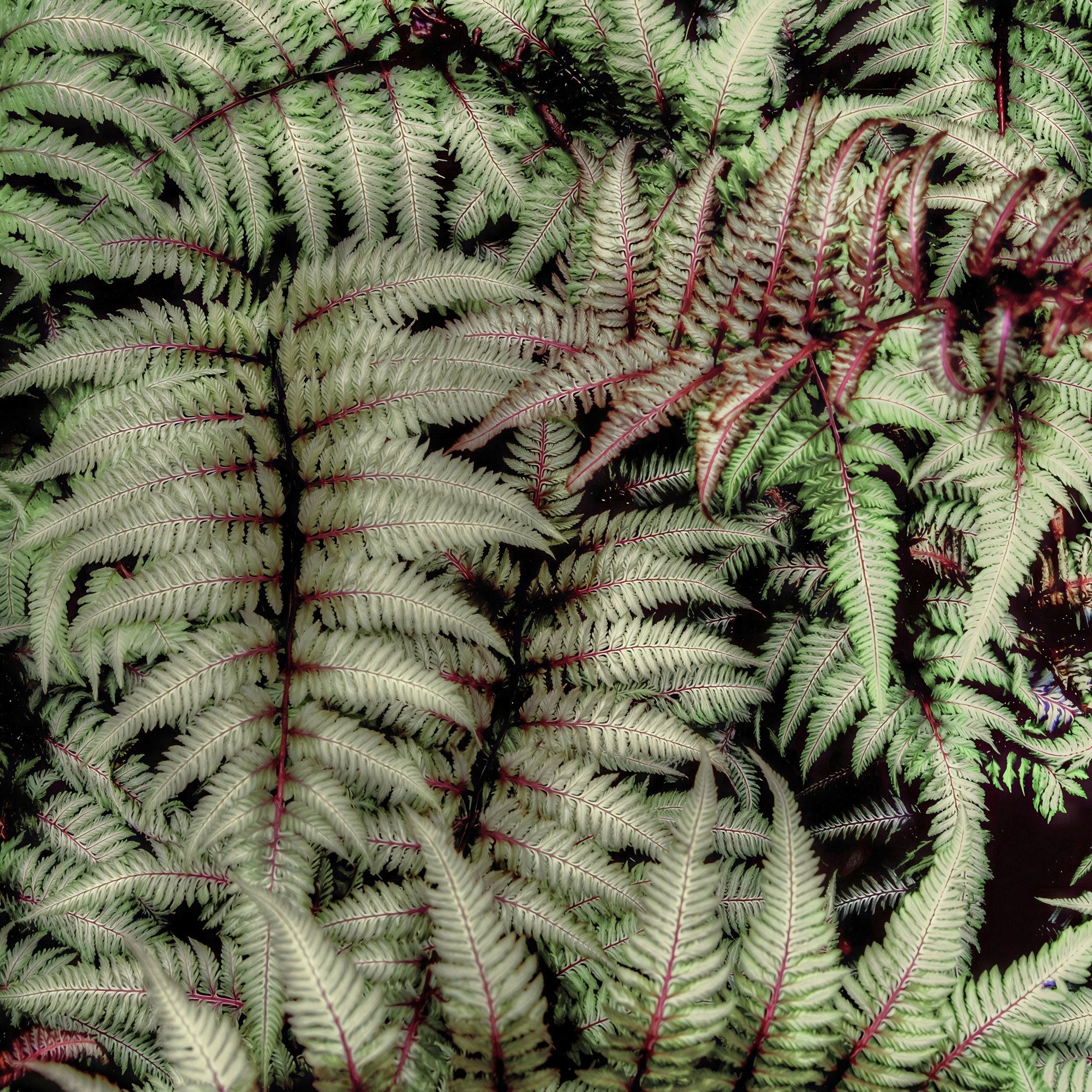 Athyrium Regal Red - 5.5" Pot