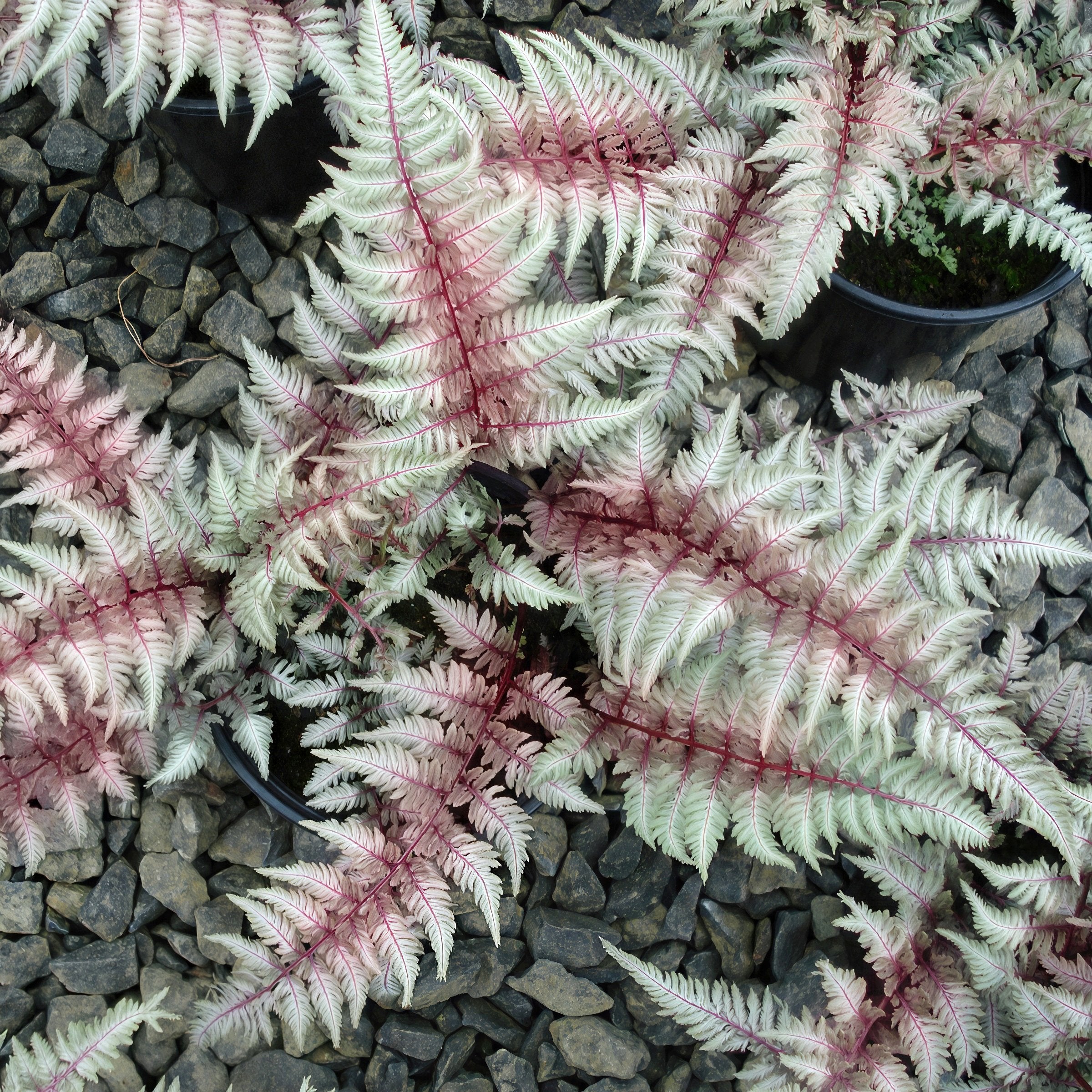 Athyrium Regal Red - 5.5" Pot