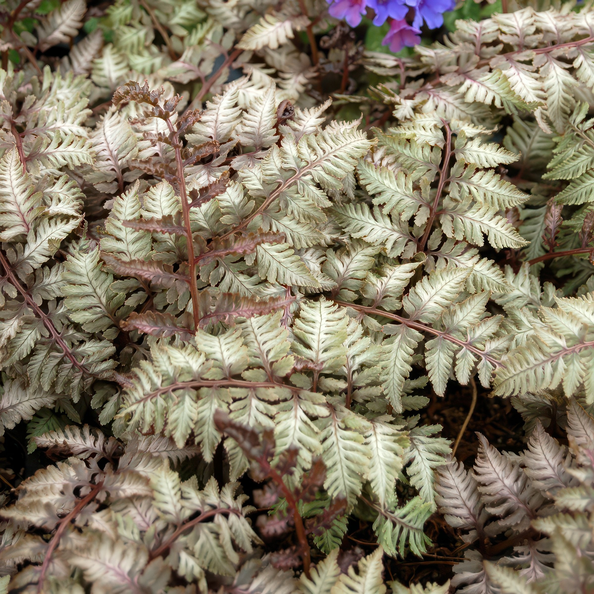 Athyrium Pewter Lace Fern - 5.5" Pot (PICK UP ONLY)