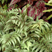 Athyrium Pewter Lace Fern - 5.5" Pot (PICK UP ONLY)