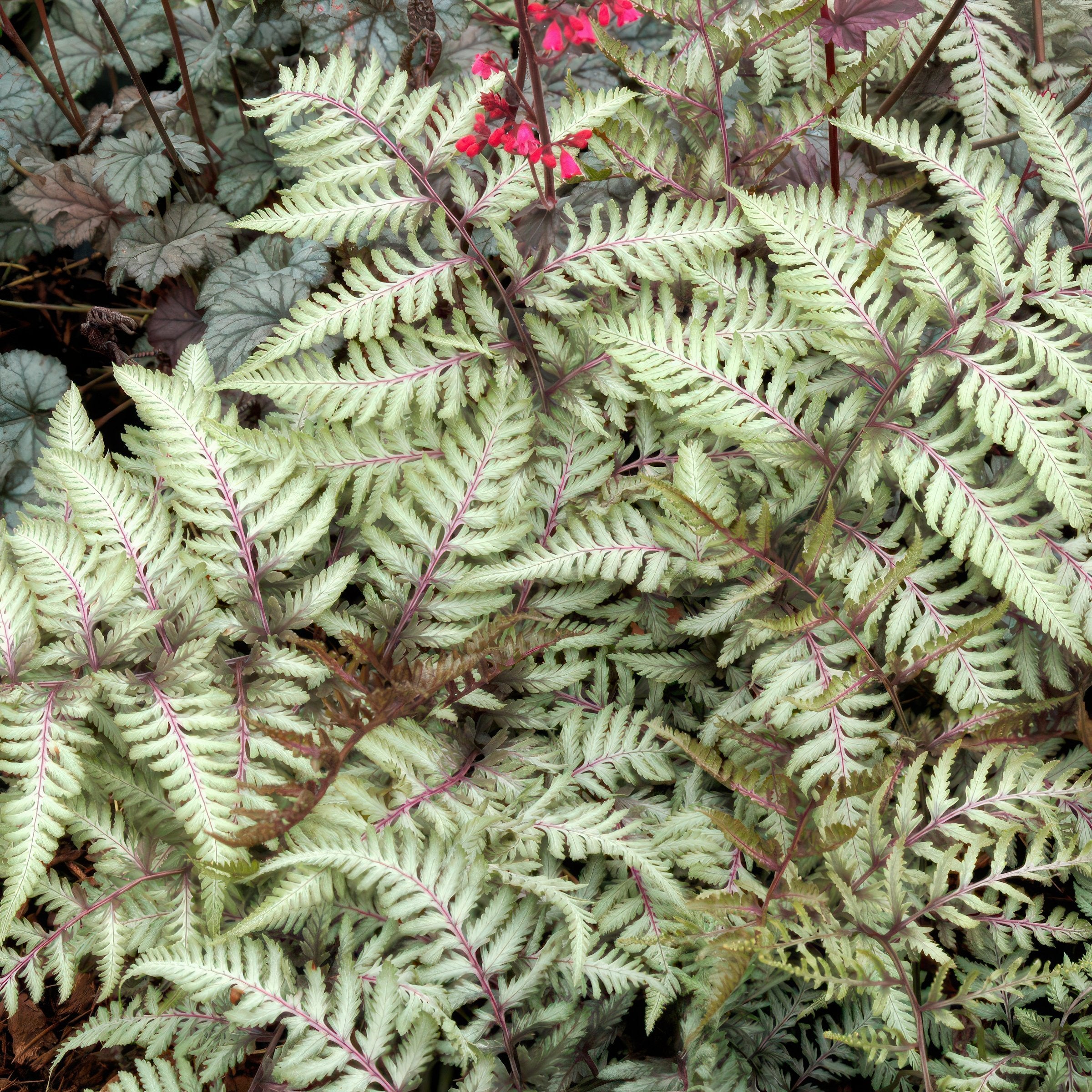 Athyrium Pewter Lace Fern - 5.5" Pot (PICK UP ONLY)