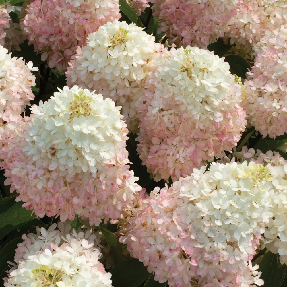 Sweet Starlight™ Hydrangea - 4
