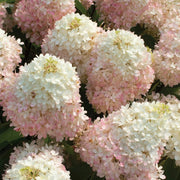 Hydrangea paniculata 'Sweet Starlight™' - 5 Gallon Pot (NOVEMBER PICK UP SALE)