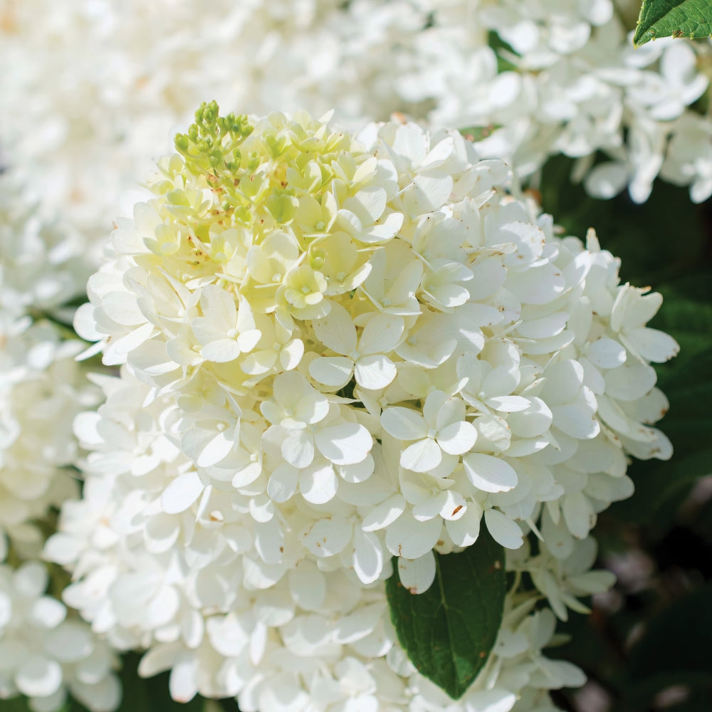 Sweet Starlight™ Hydrangea - 4" Pot