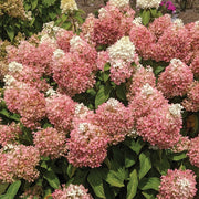 Sweet Starlight™ Hydrangea - 4" Pot