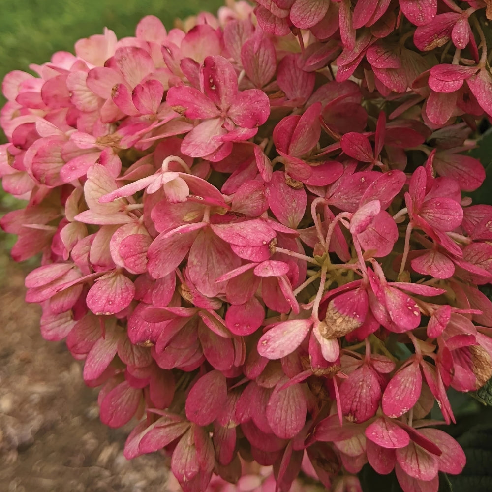 Sweet Starlight™ Hydrangea - 4" Pot