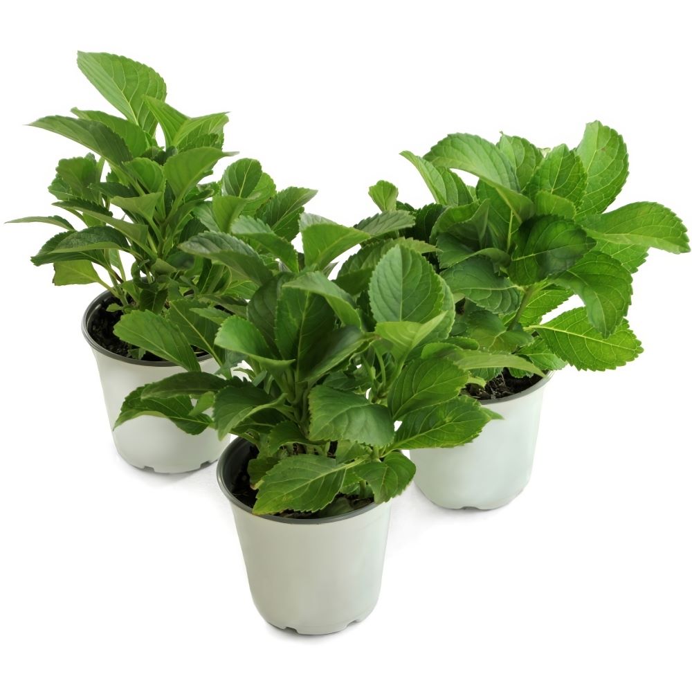 Sweet Starlight™ Hydrangea - 4" Pot