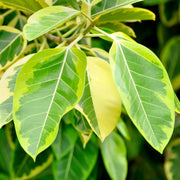 Yellow Gem' Ficus - 10" Pot