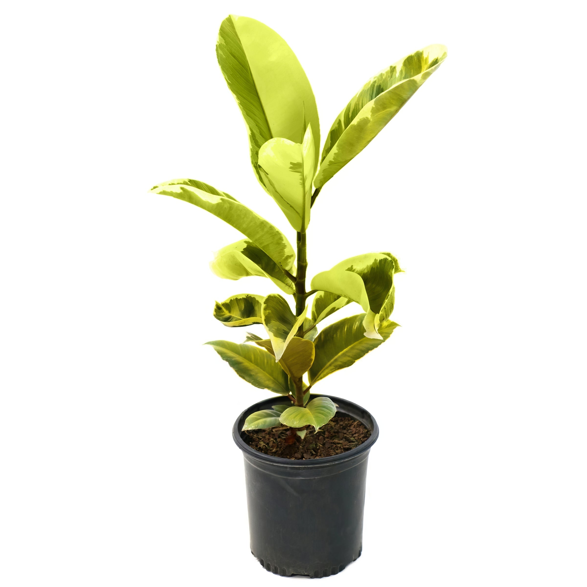 Yellow Gem' Ficus - 10" Pot