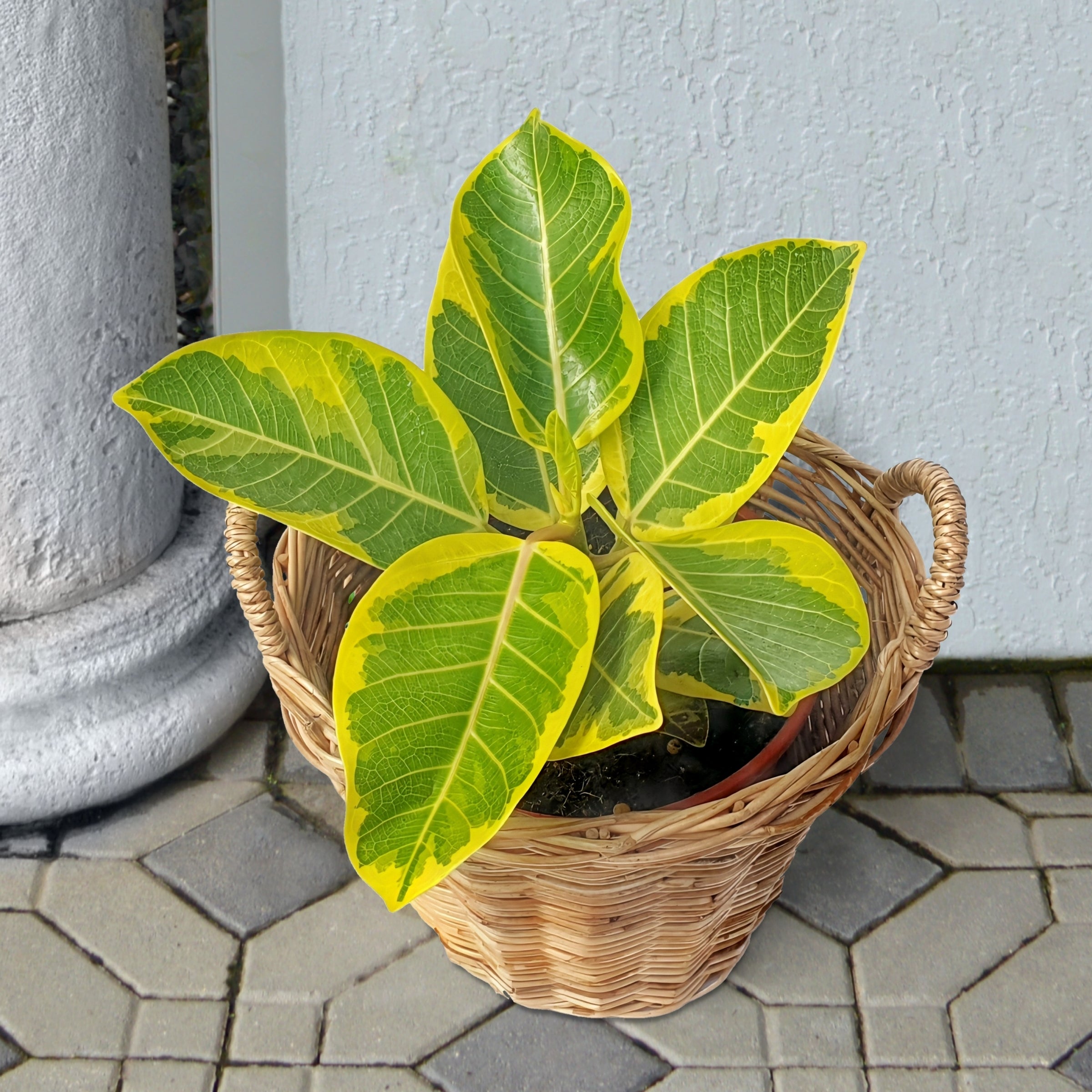 Yellow Gem' Ficus - 10" Pot