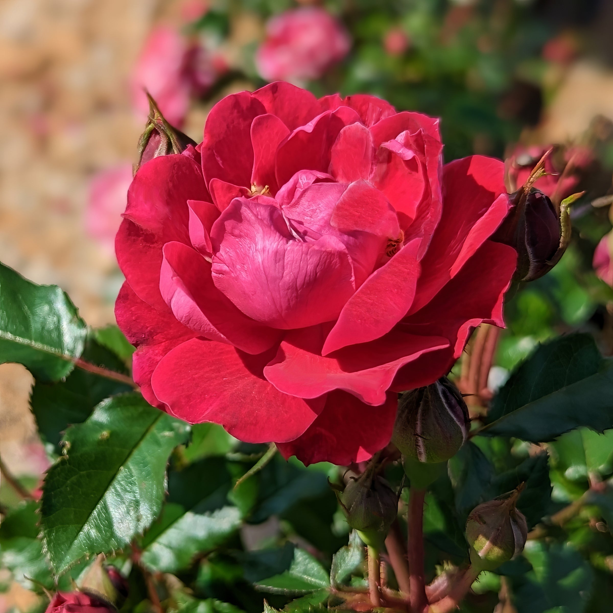 Double Red Knock Out® Tree Rose - 24" Bare Root