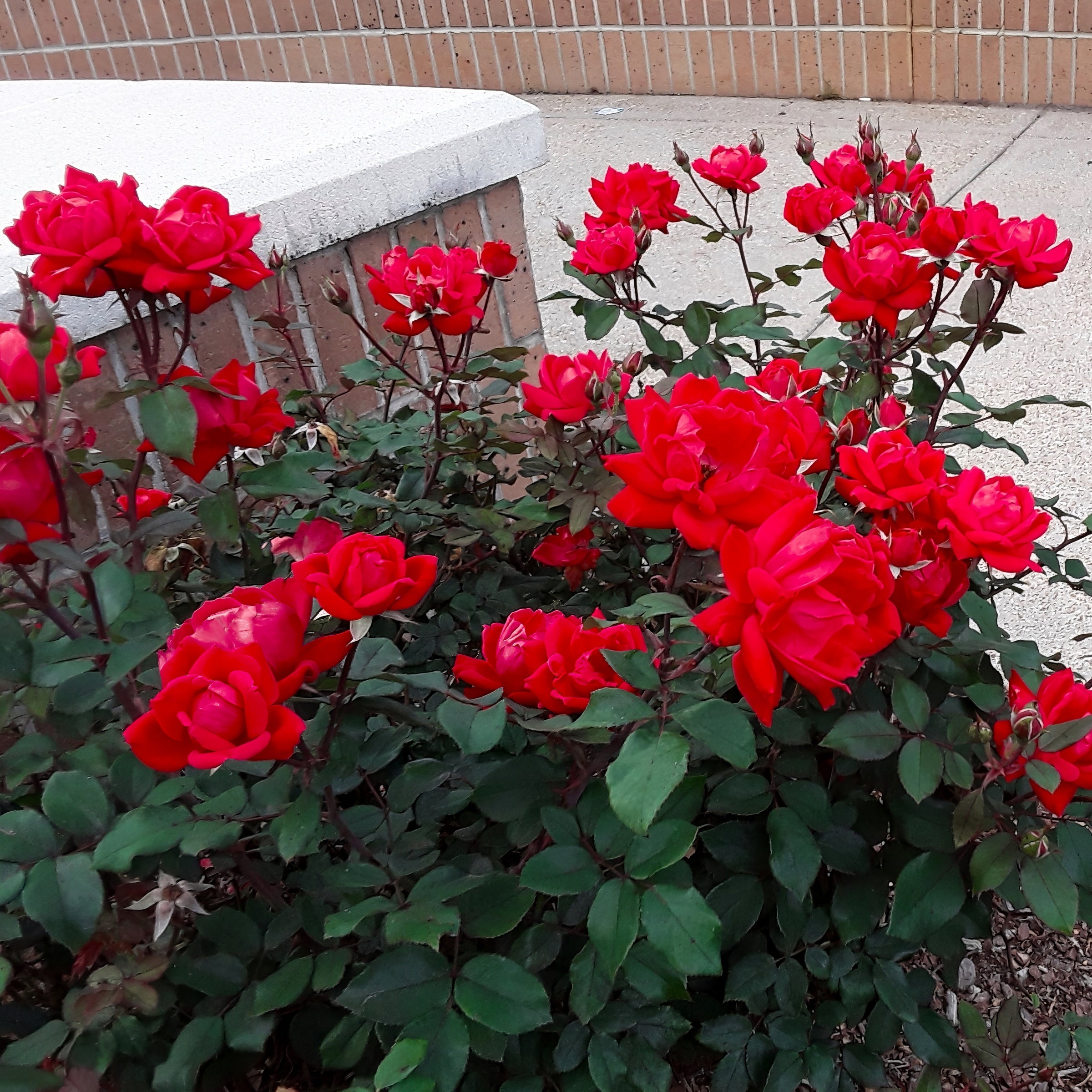 Double Red Knock Out® Tree Rose - 24" Bare Root