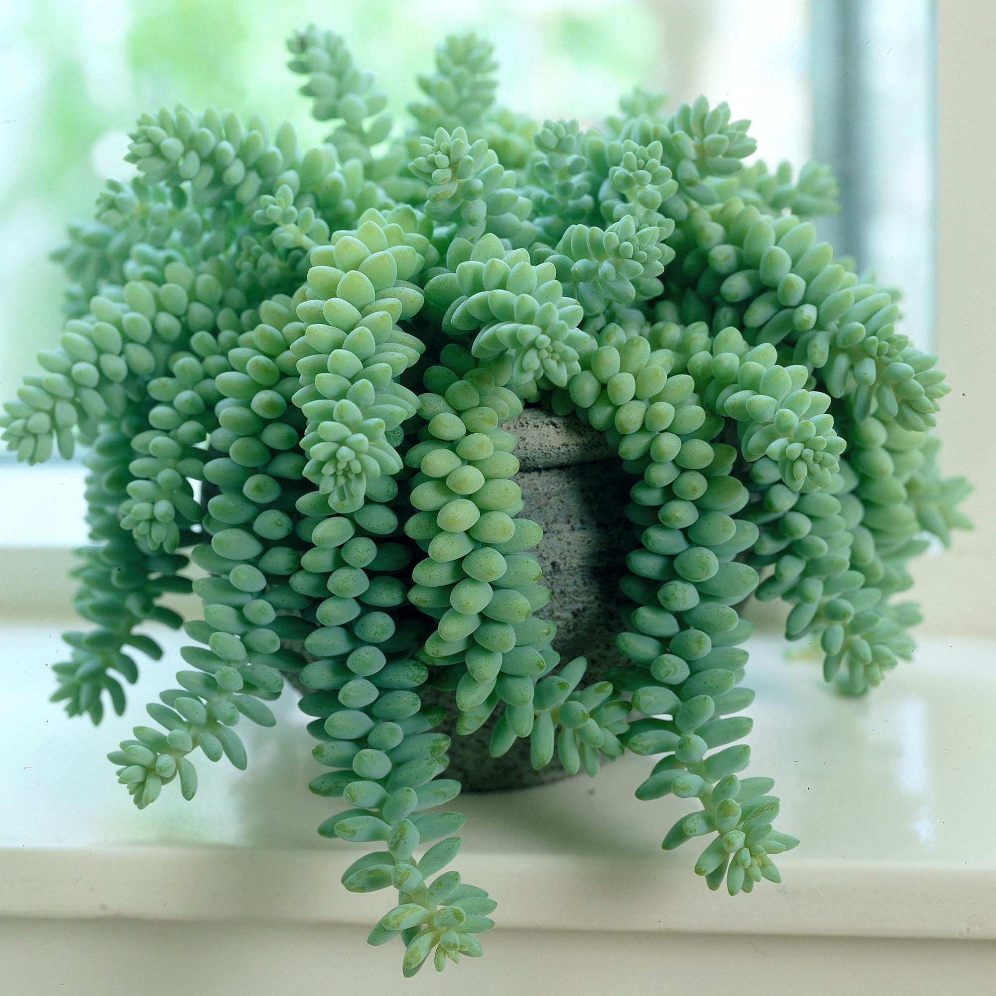 Pet Friendly Plant Club - Delivered Monthly, FREE SHIPPING!