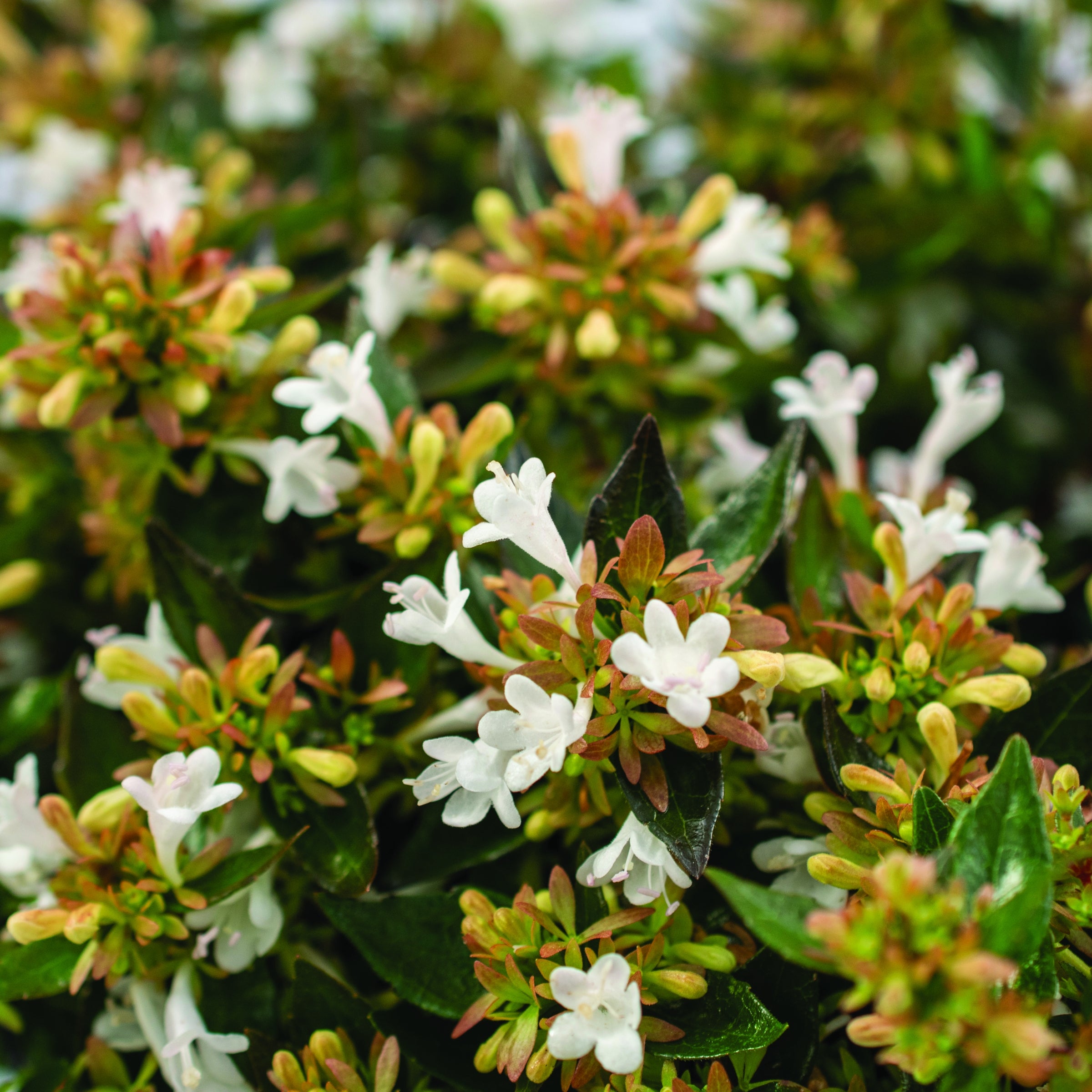 Abelia Apple  Perfection  - 3 Gallon Pot, THE BIG PLANT SALE