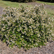 Abelia Apple  Perfection  - 3 Gallon Pot, THE BIG PLANT SALE