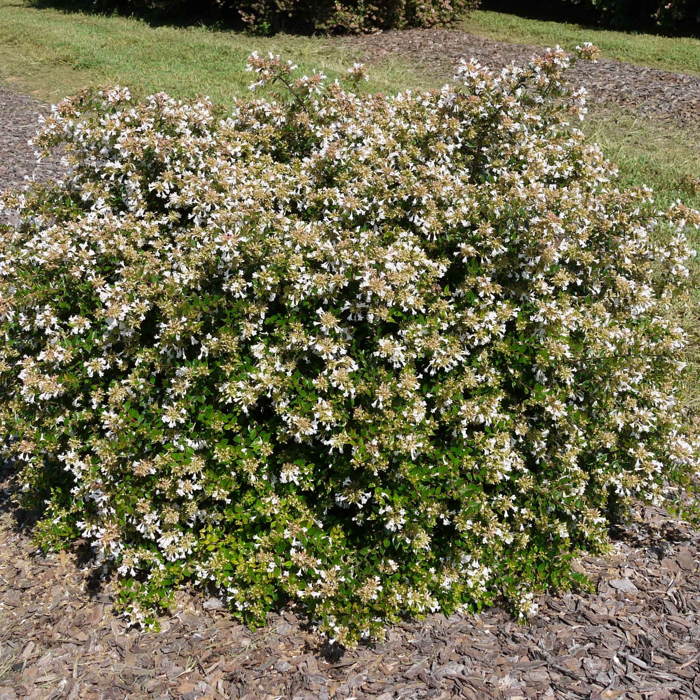 Abelia Apple  Perfection  - 3 Gallon Pot, THE BIG PLANT SALE