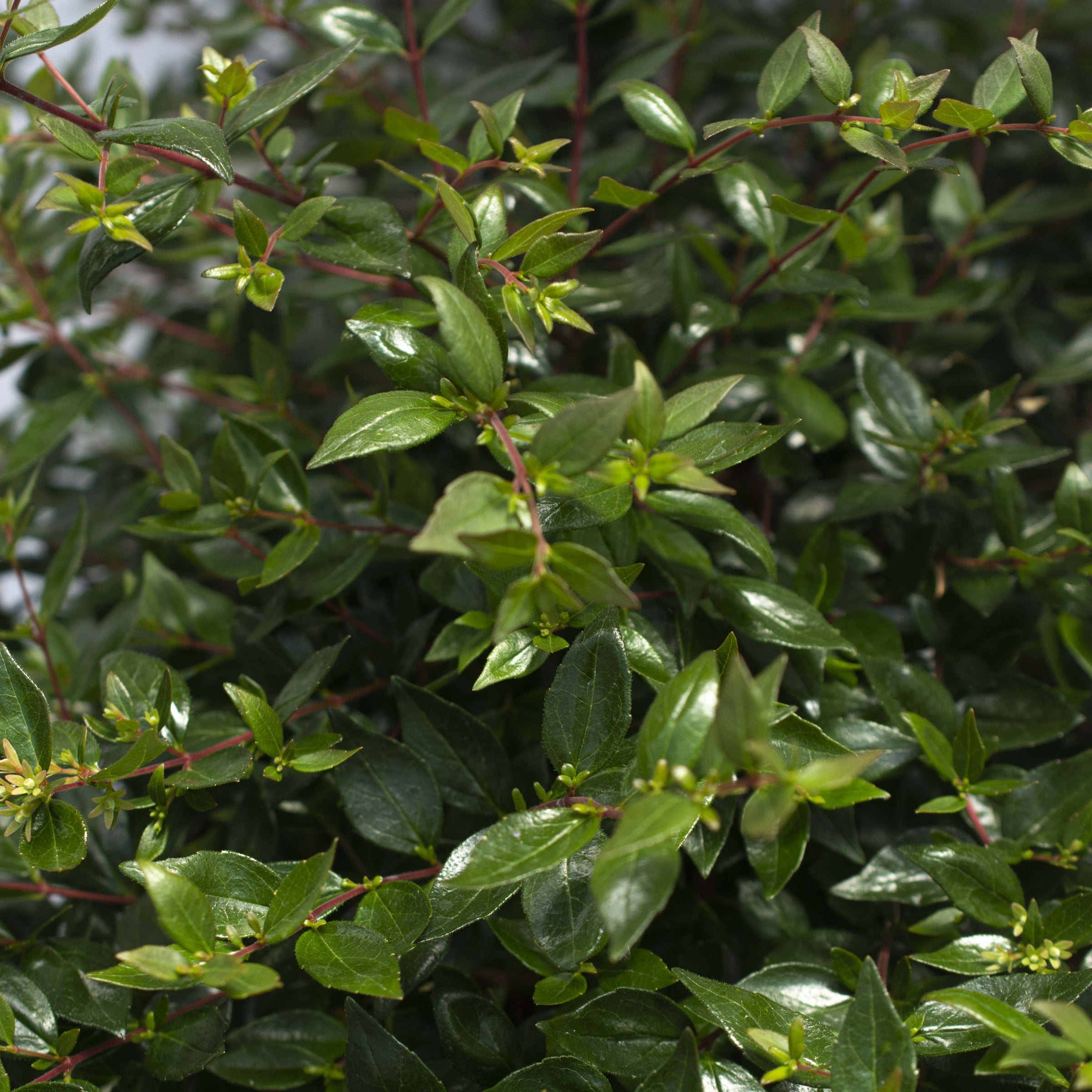 Abelia Apple  Perfection  - 3 Gallon Pot, THE BIG PLANT SALE