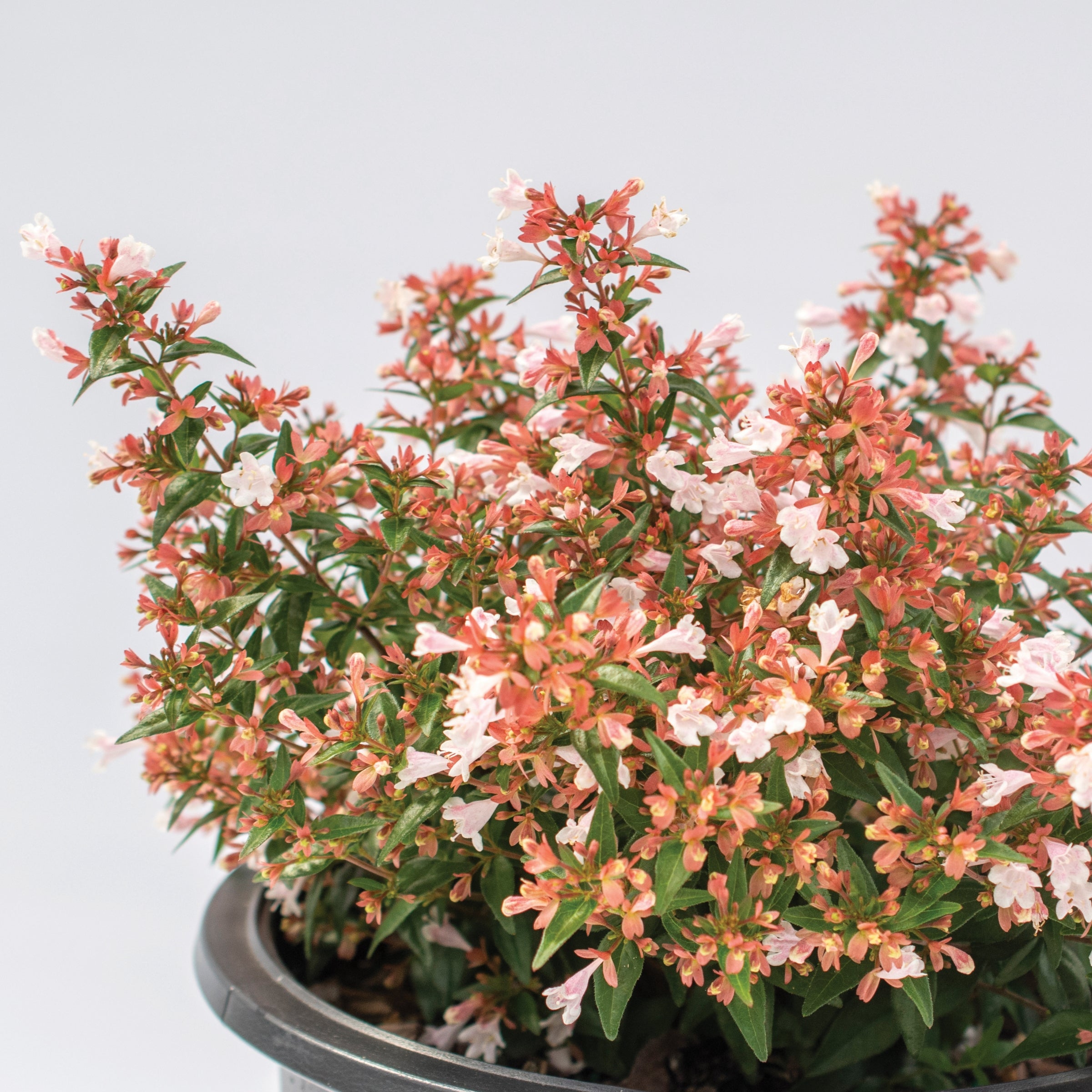 Abelia Raspberry Perfection - 3G Pot