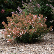 Abelia Raspberry Perfection - 3G Pot