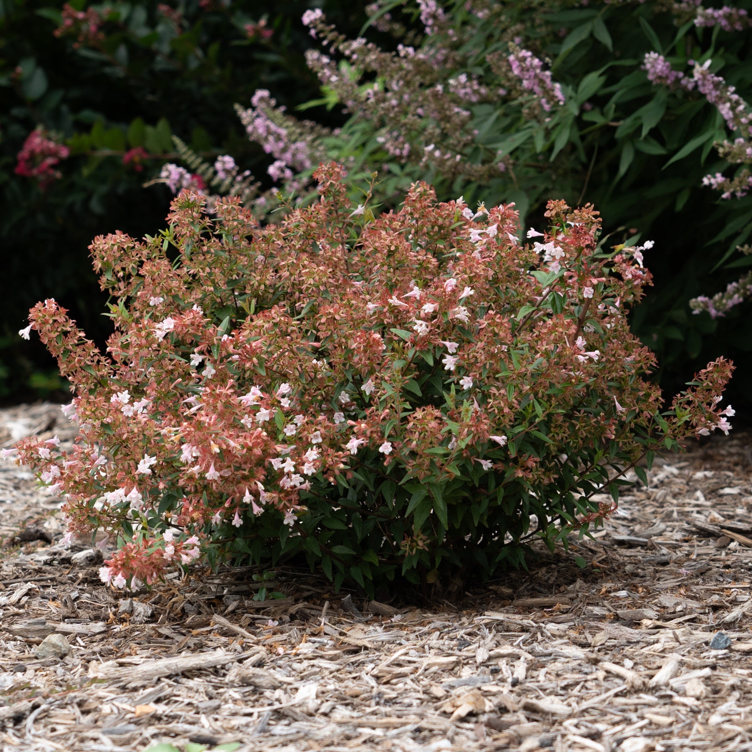 Abelia Raspberry Perfection - 3G Pot