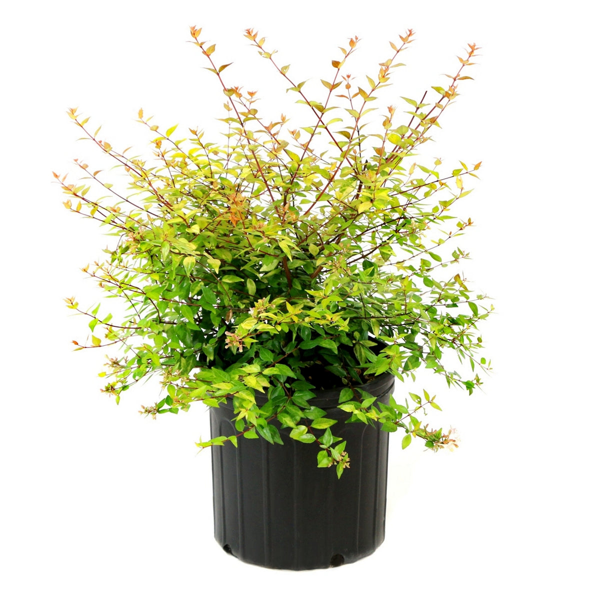 Abelia Raspberry Perfection - 3 Gallon Pot (NOVEMBER PICK UP SALE)