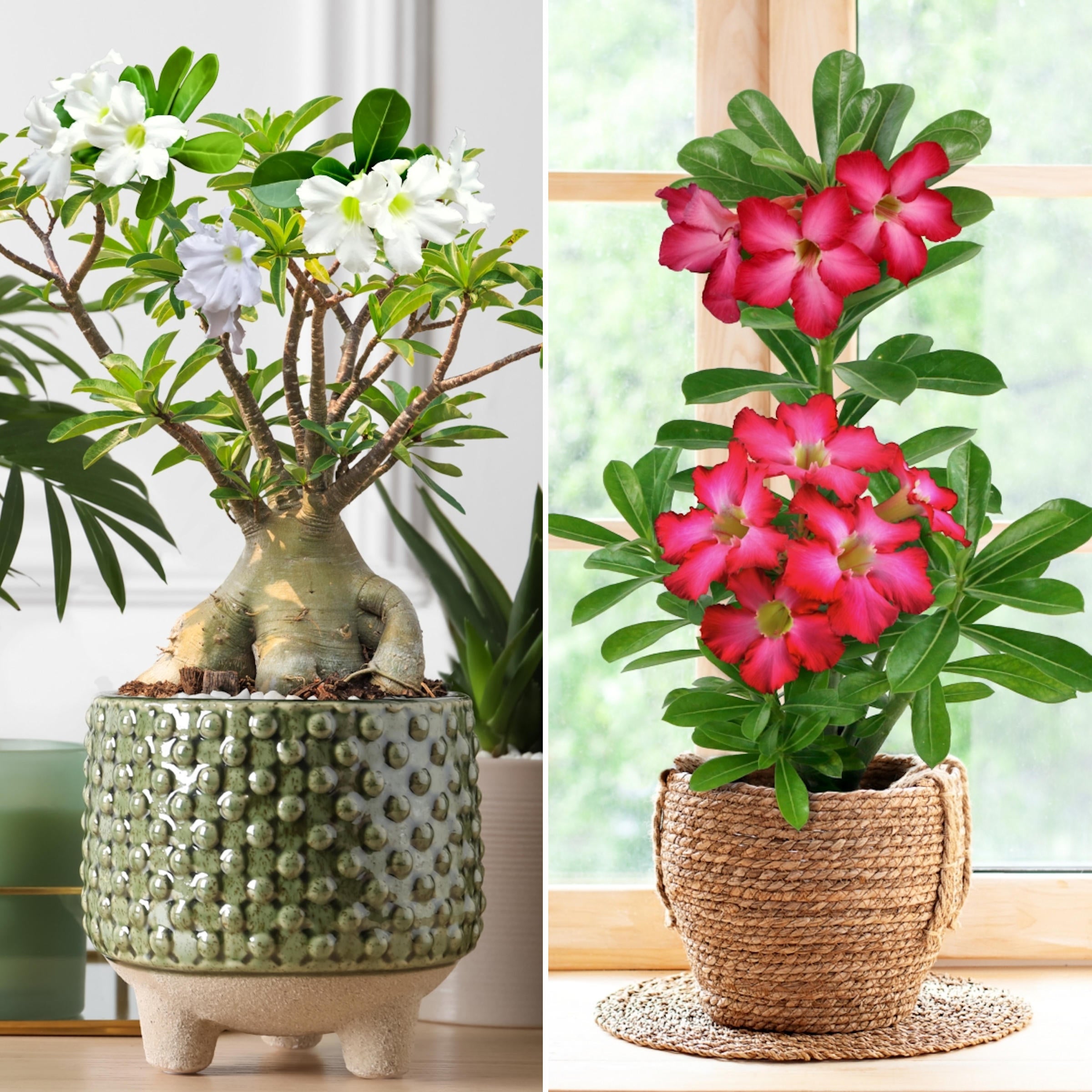 2-Piece Desert Rose Duo (1 Red/ 1 White Desert Rose) - 3.25