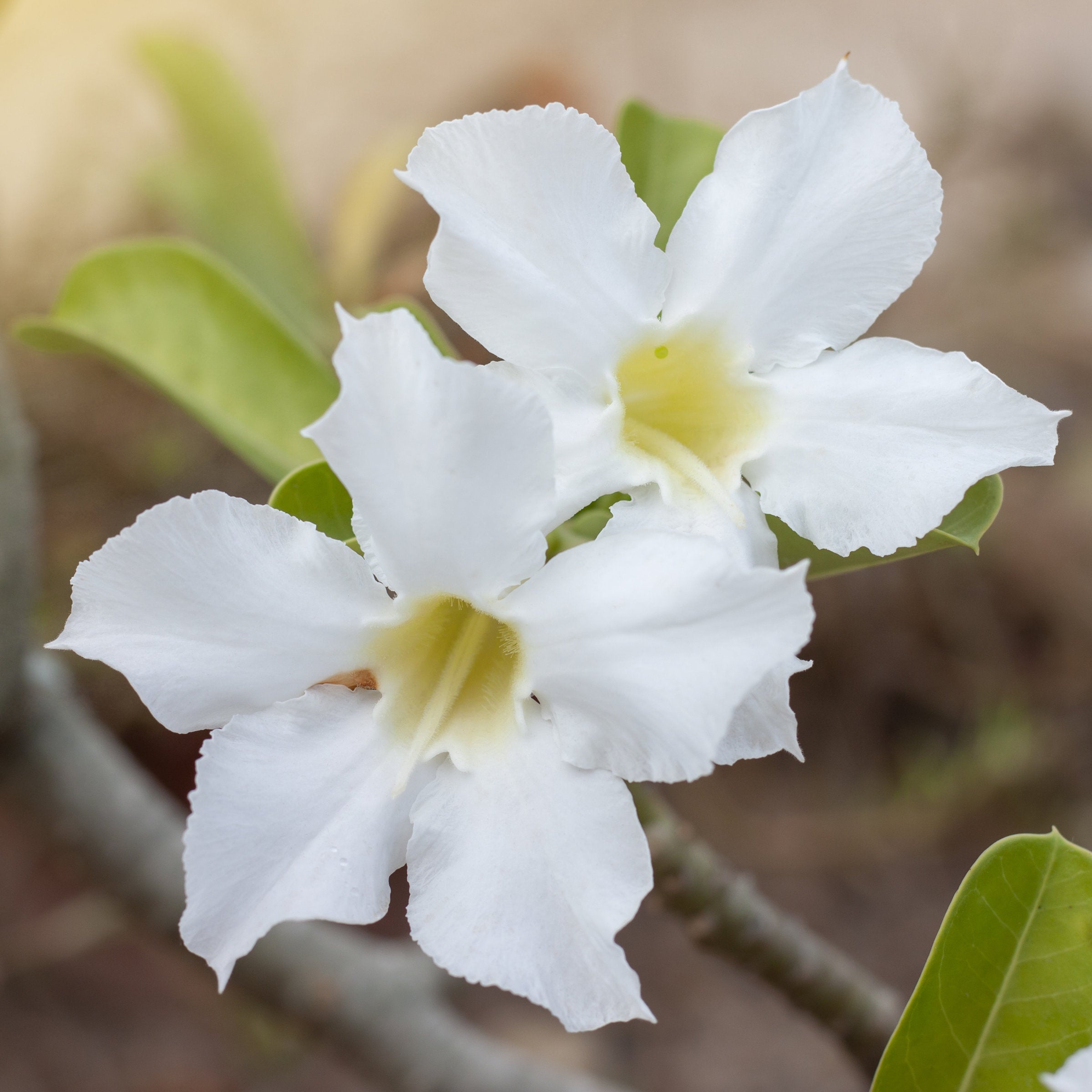 White Desert Rose - 3.25" Pot