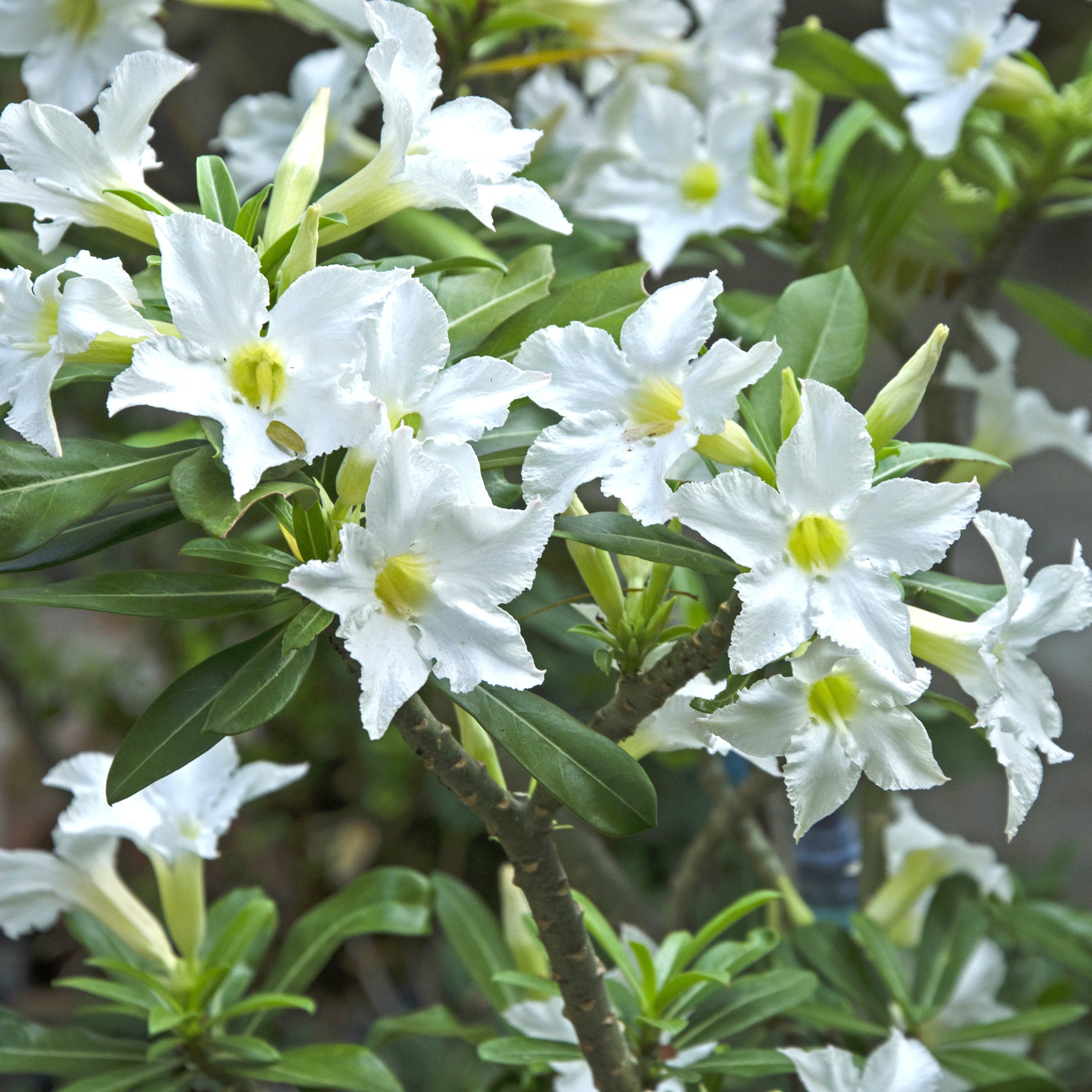 White Desert Rose - 3.25" Pot