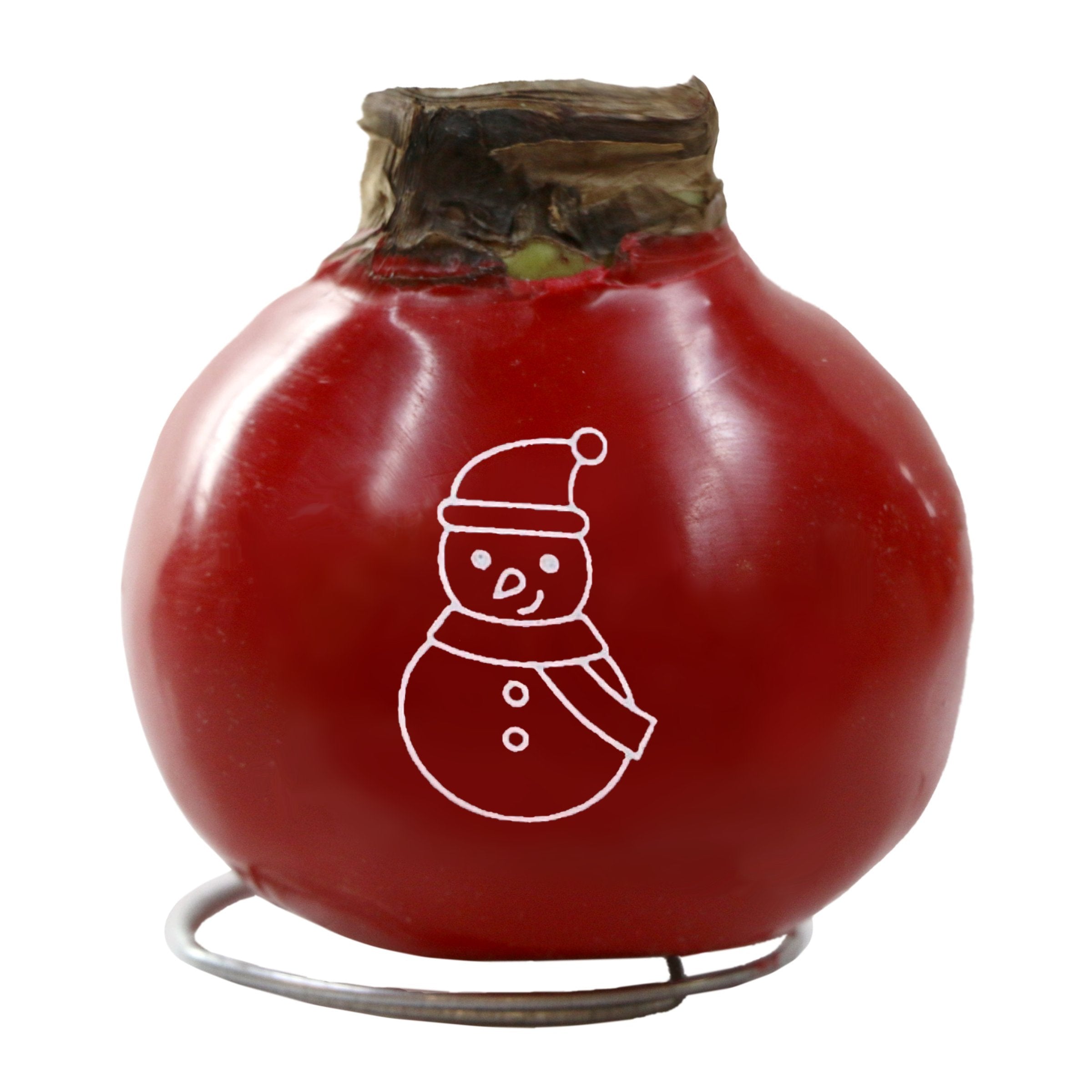 Amaryllis, Red Waxed Amaryllis w/Snowman Stencil - 1 piece