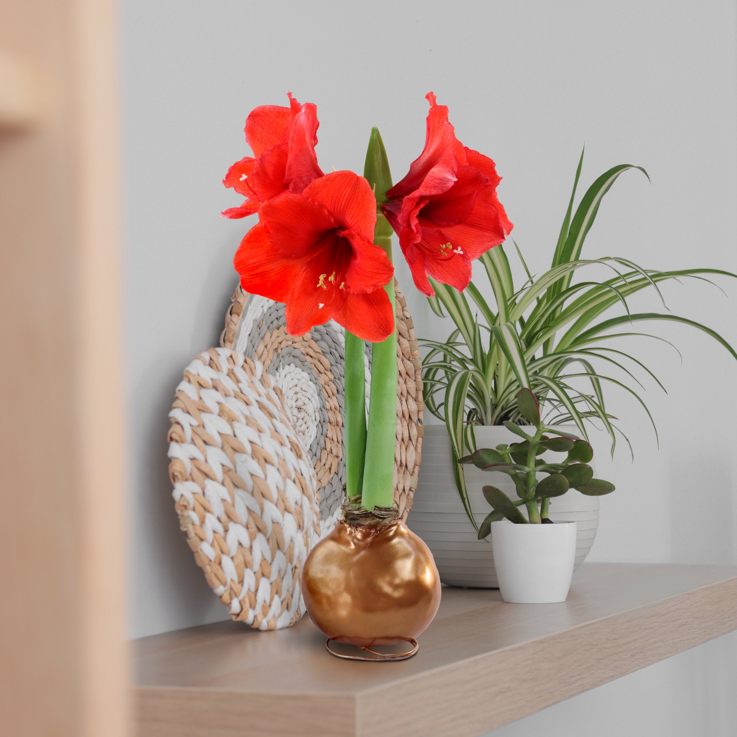 Cottage Farms Direct