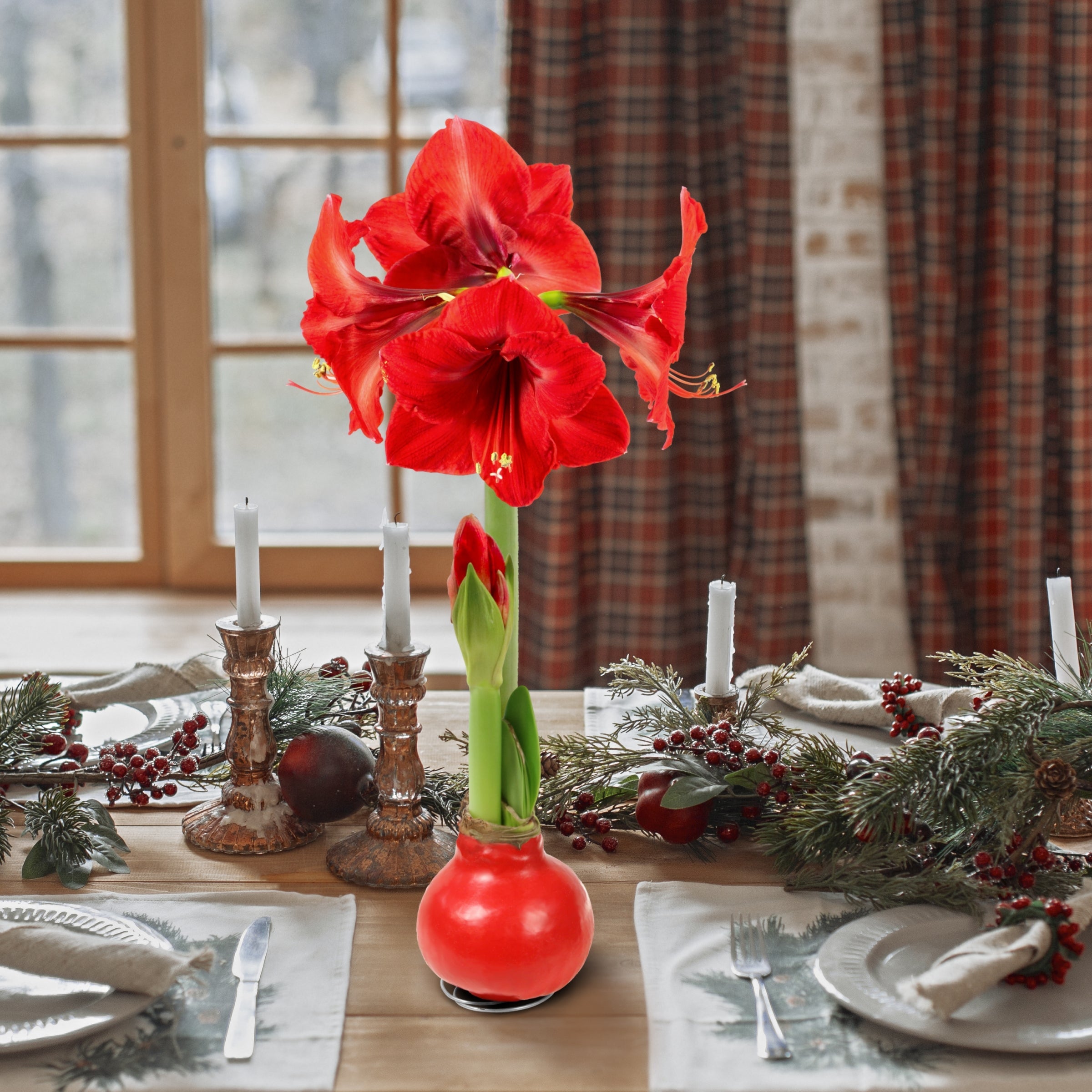 Lilium, Summer Fireworks Lilies - 15 piece – Cottage Farms