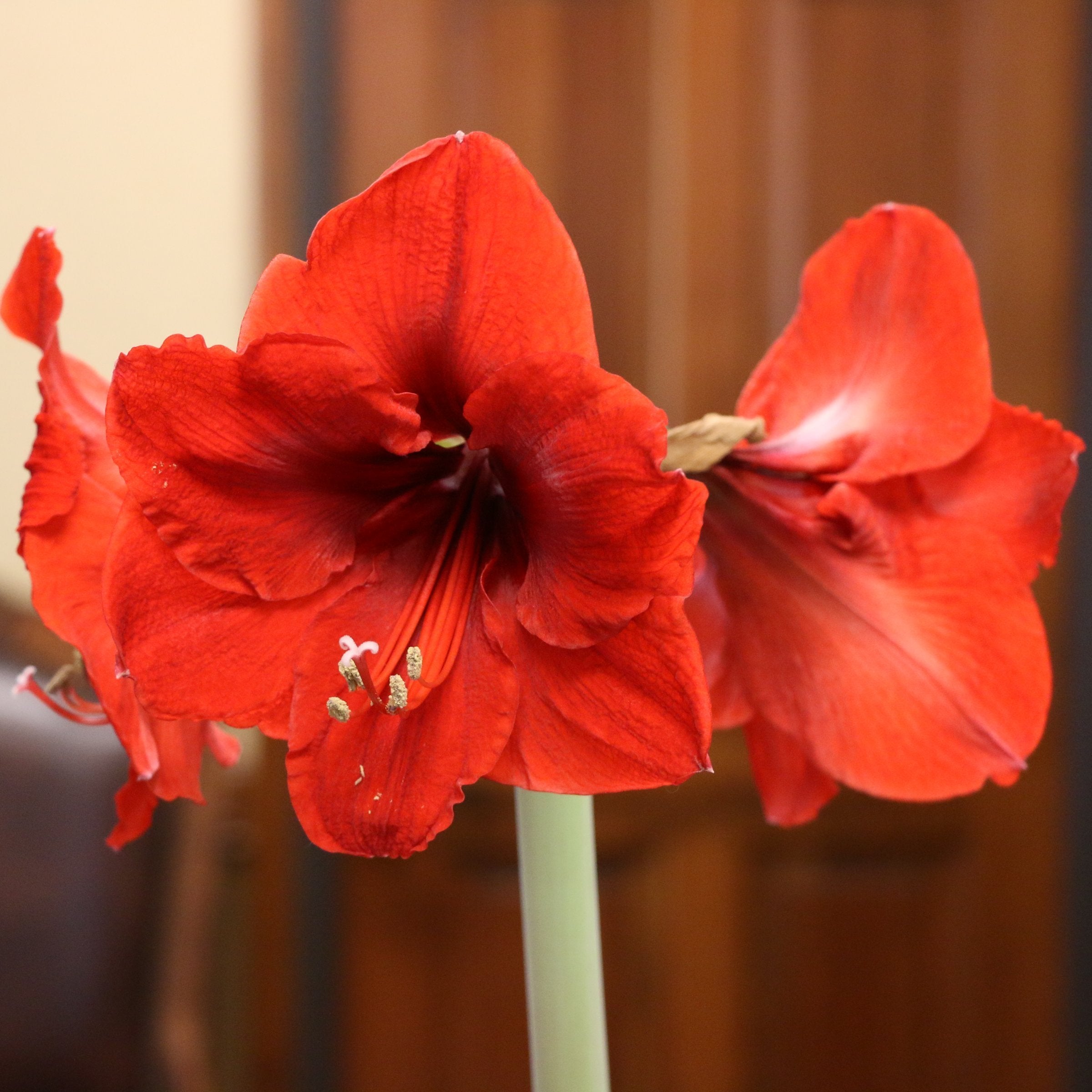 Amaryllis, Waxed Amaryllis Bulb (choice of holiday script) x2