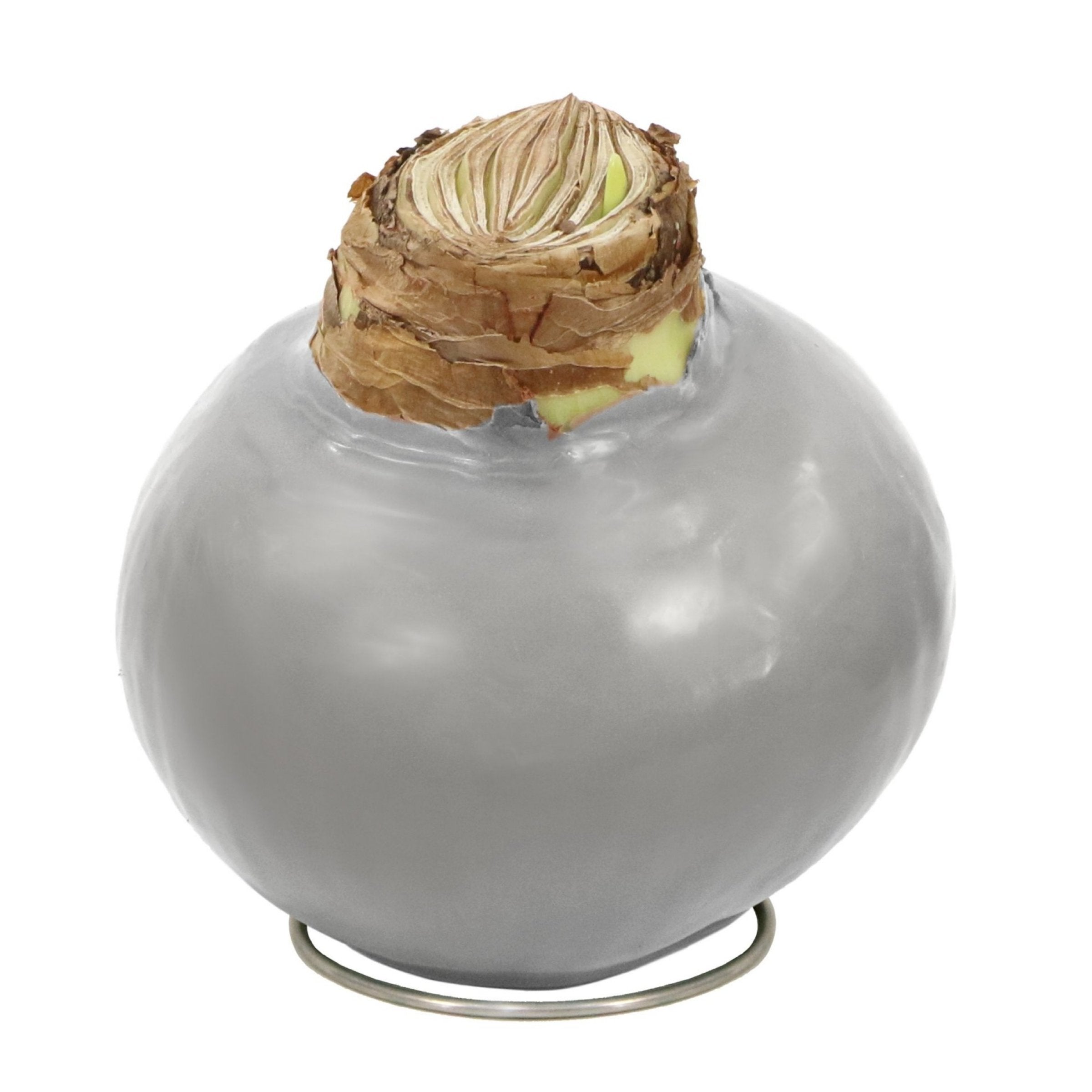 Silver Amaryllis Bulb