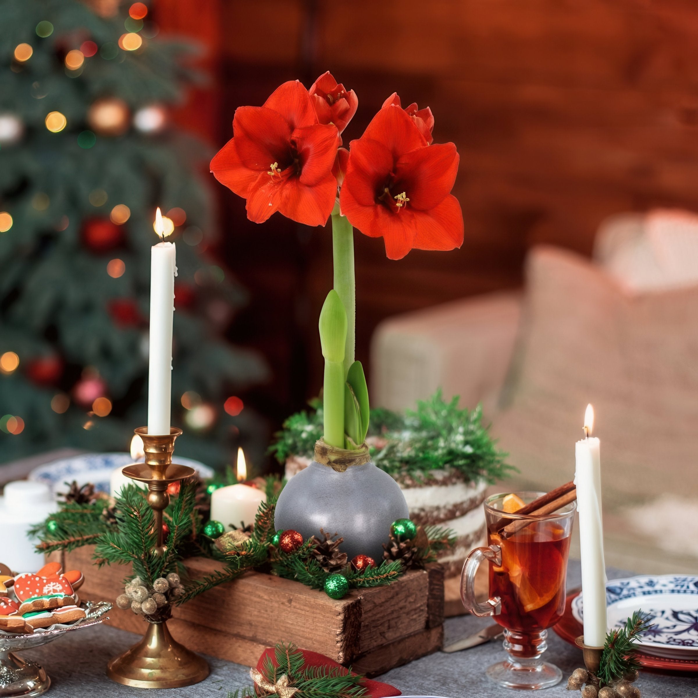 Silver Amaryllis Bulb