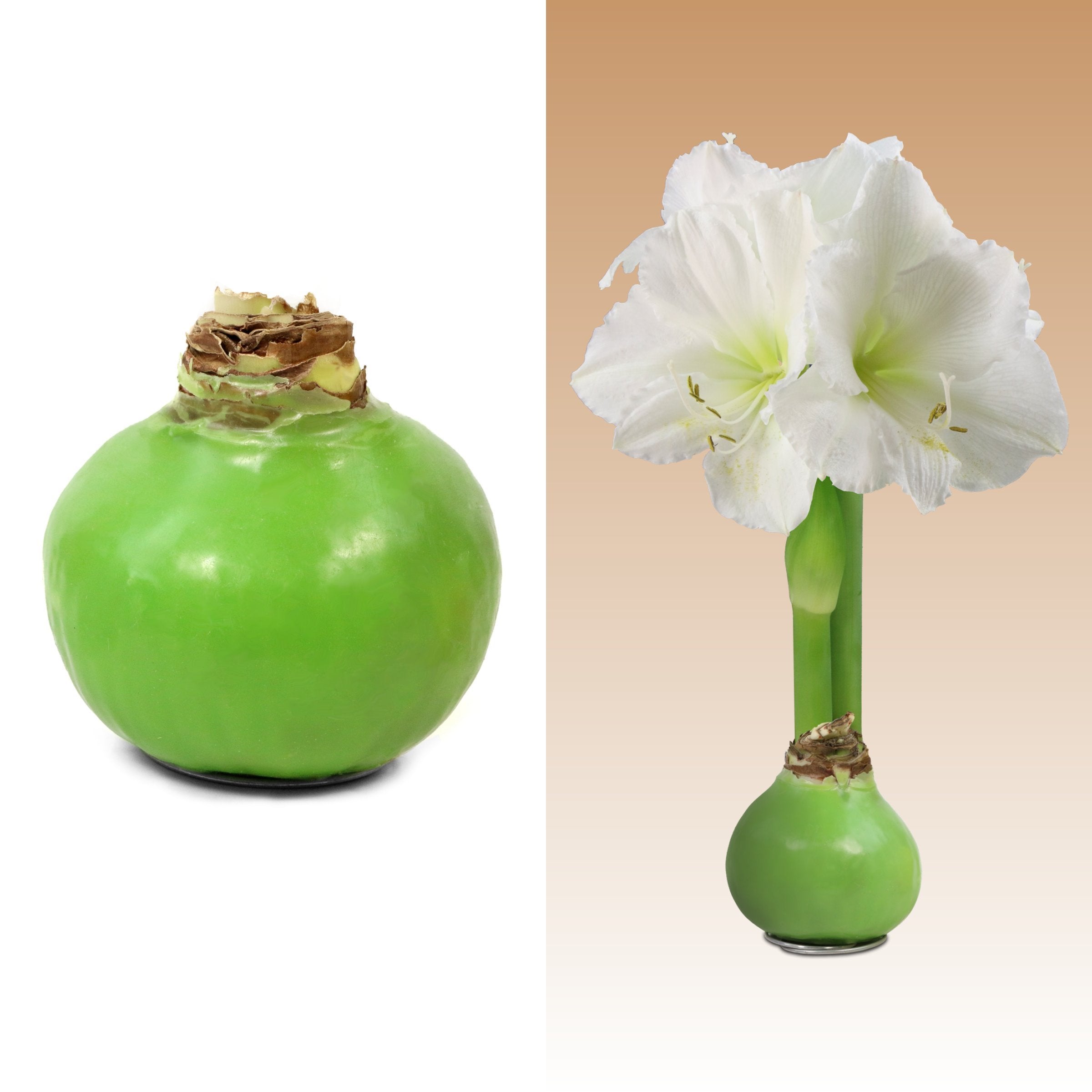 Amaryllis, Green Wax - White Flowering