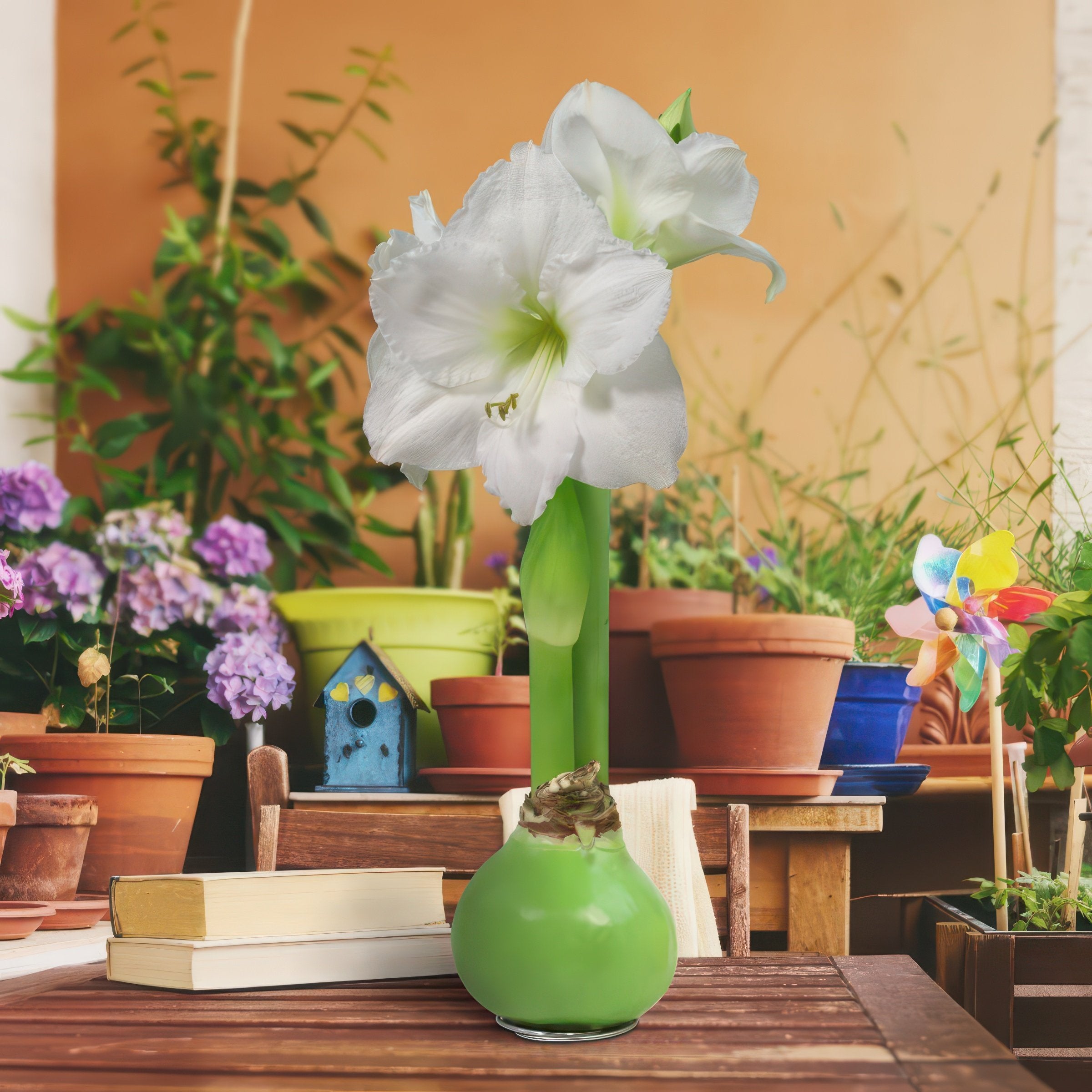 Amaryllis, Green Wax - White Flowering