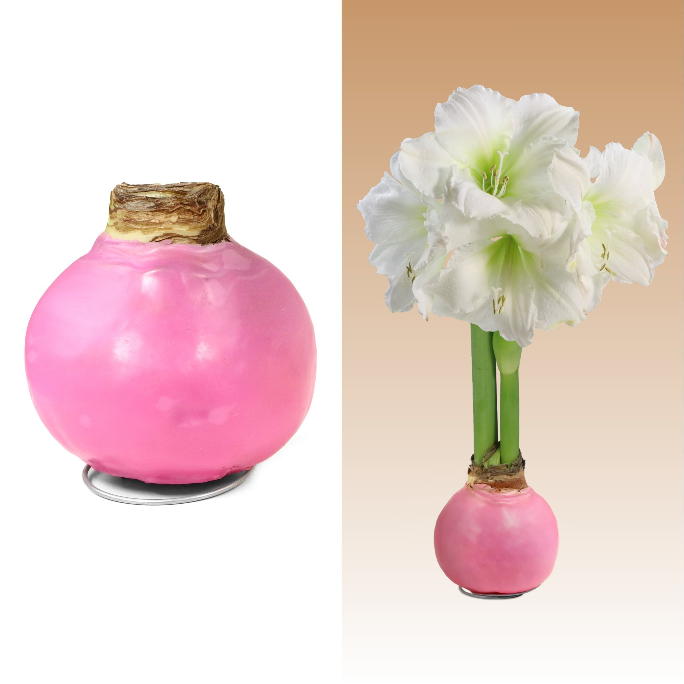 Amaryllis, Pink Wax - White Flowering