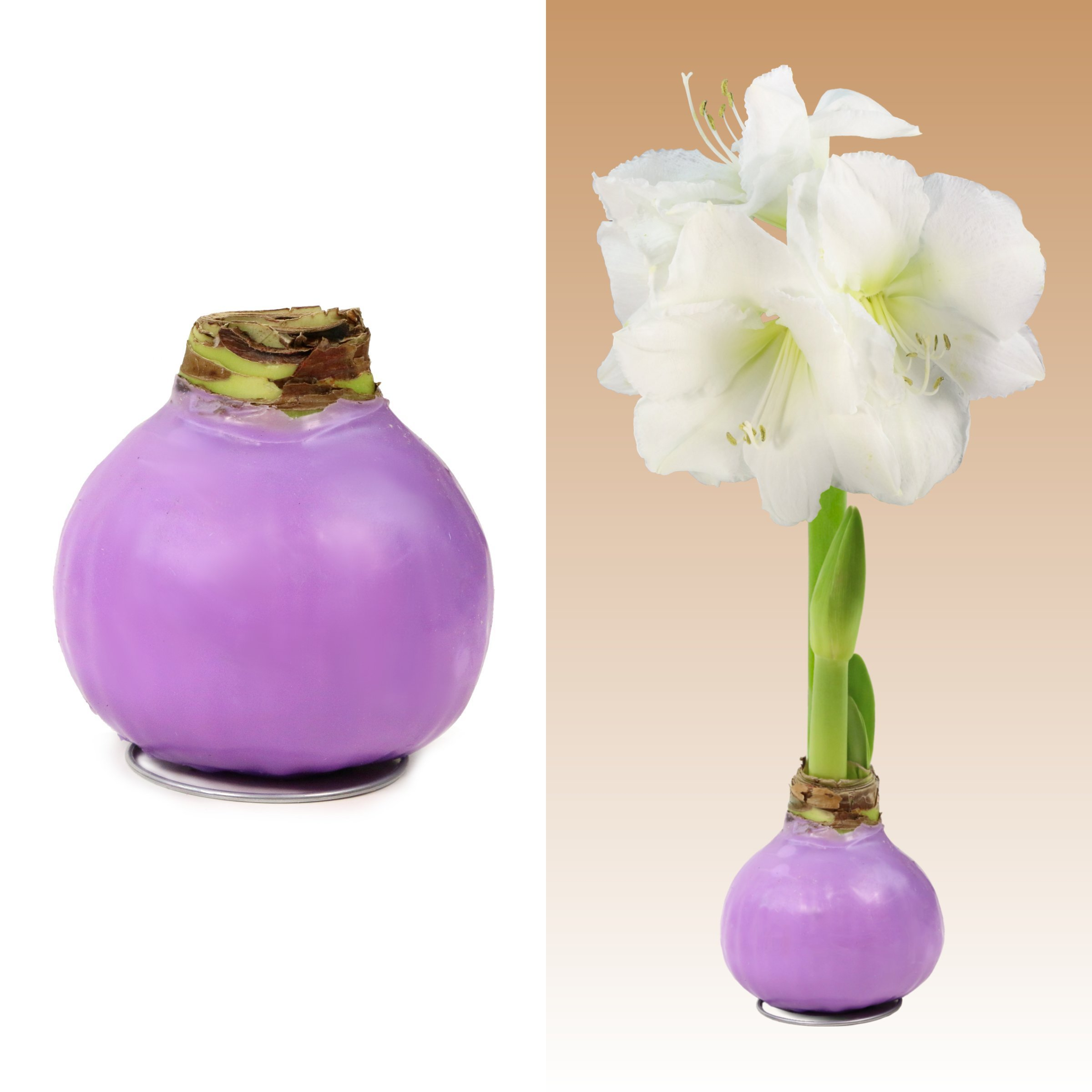 Amaryllis, Lavender Wax Coated - White Flowering