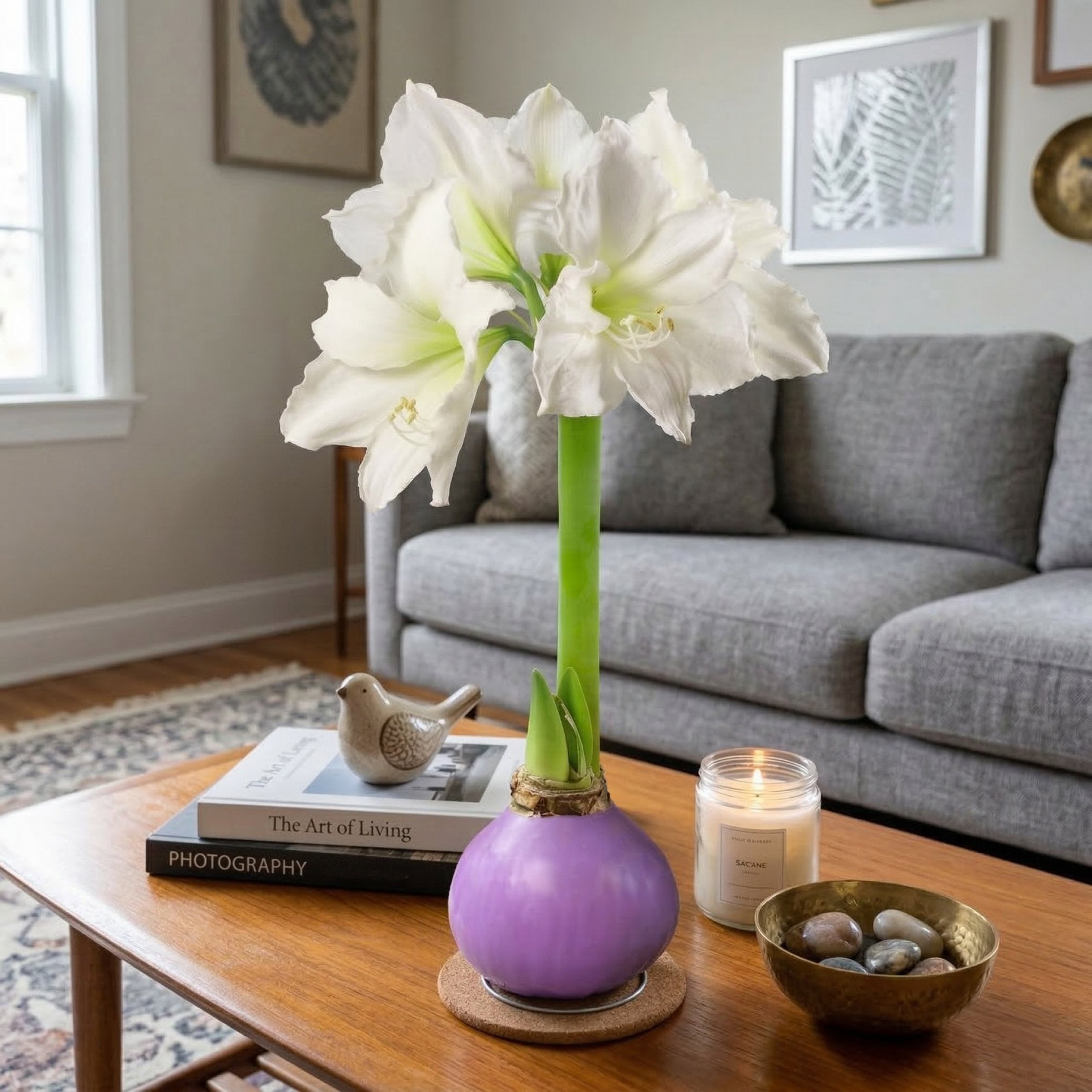Amaryllis, Lavender Wax Coated - White Flowering
