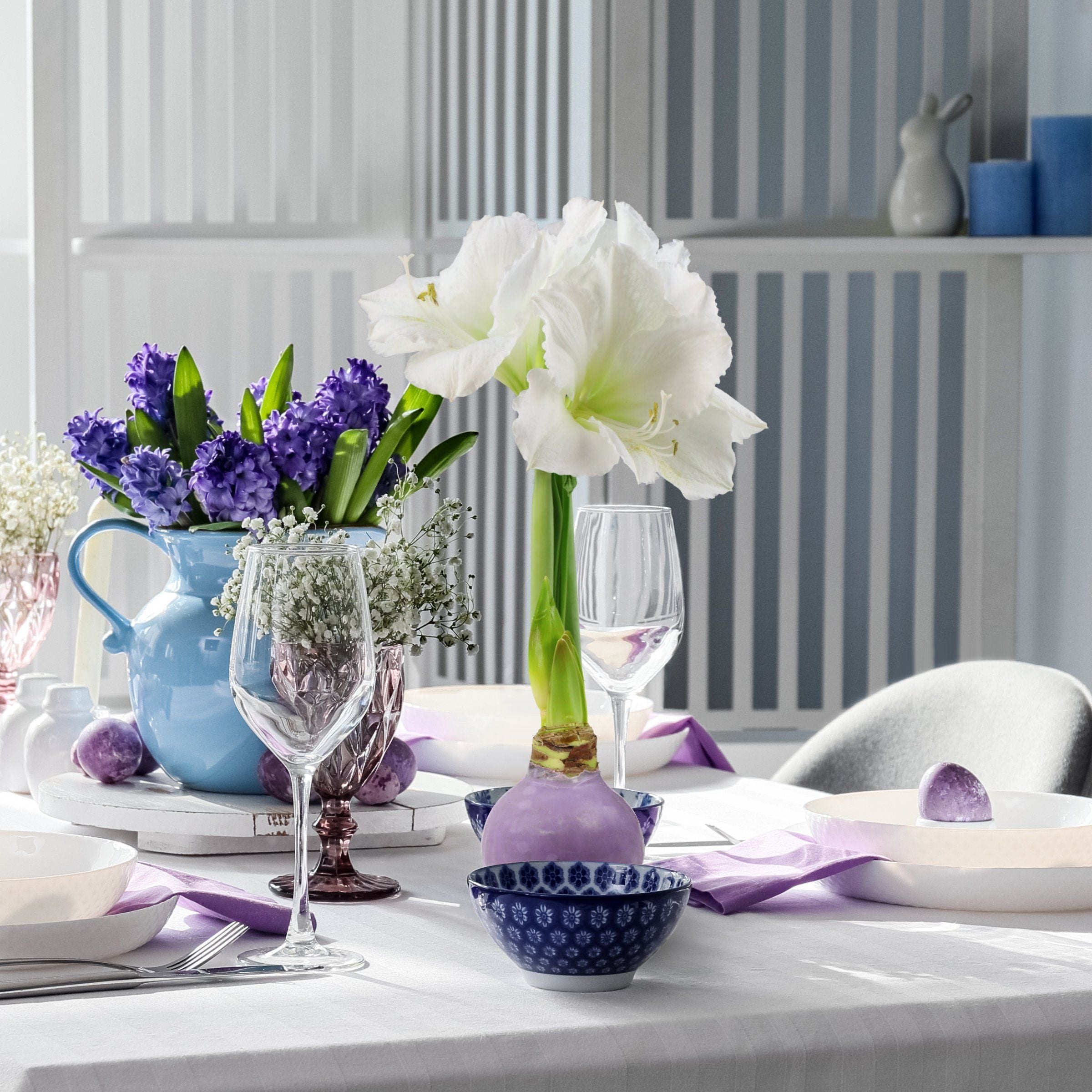 Amaryllis, Lavender Wax Coated - White Flowering