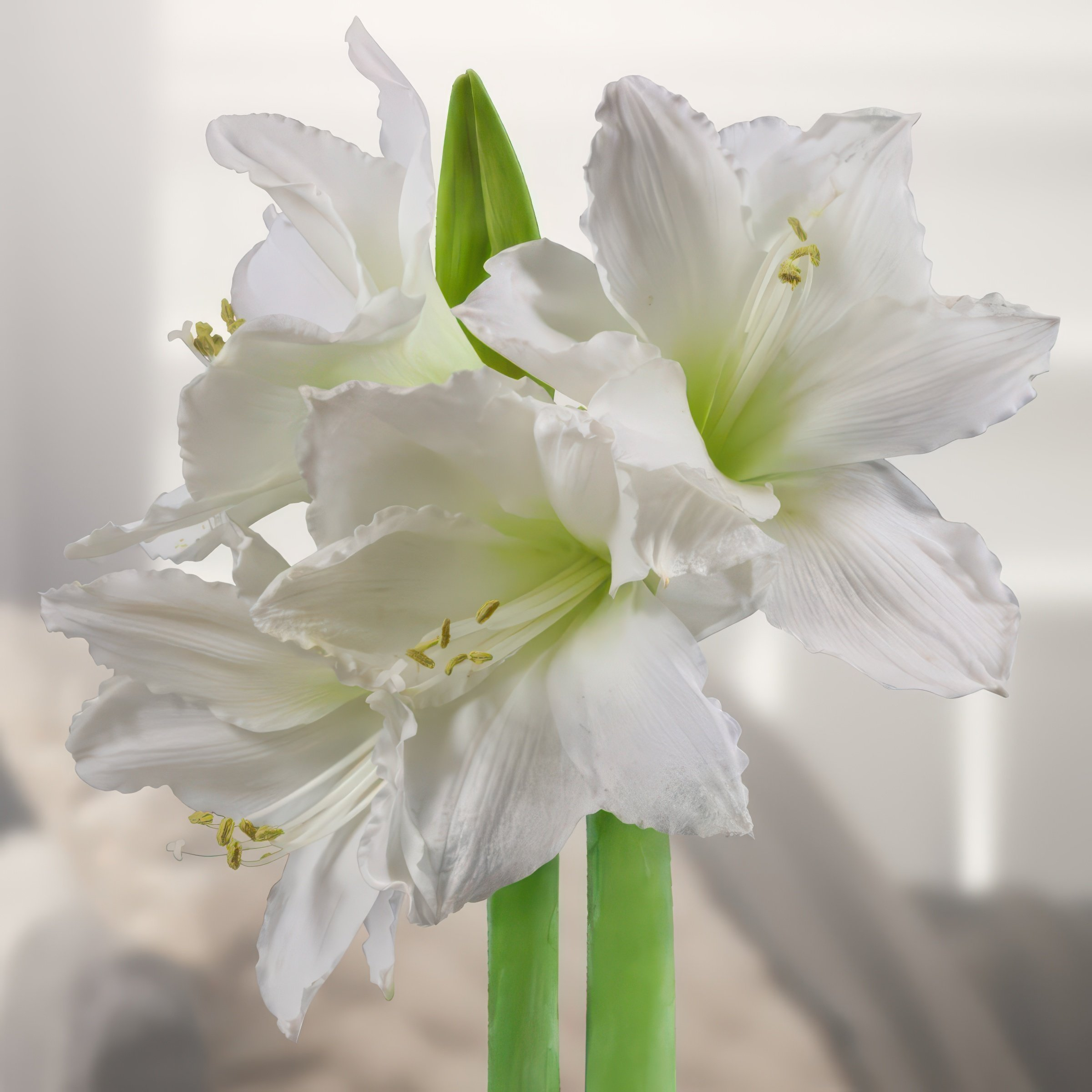 Amaryllis, Yellow Wax - White Flowering