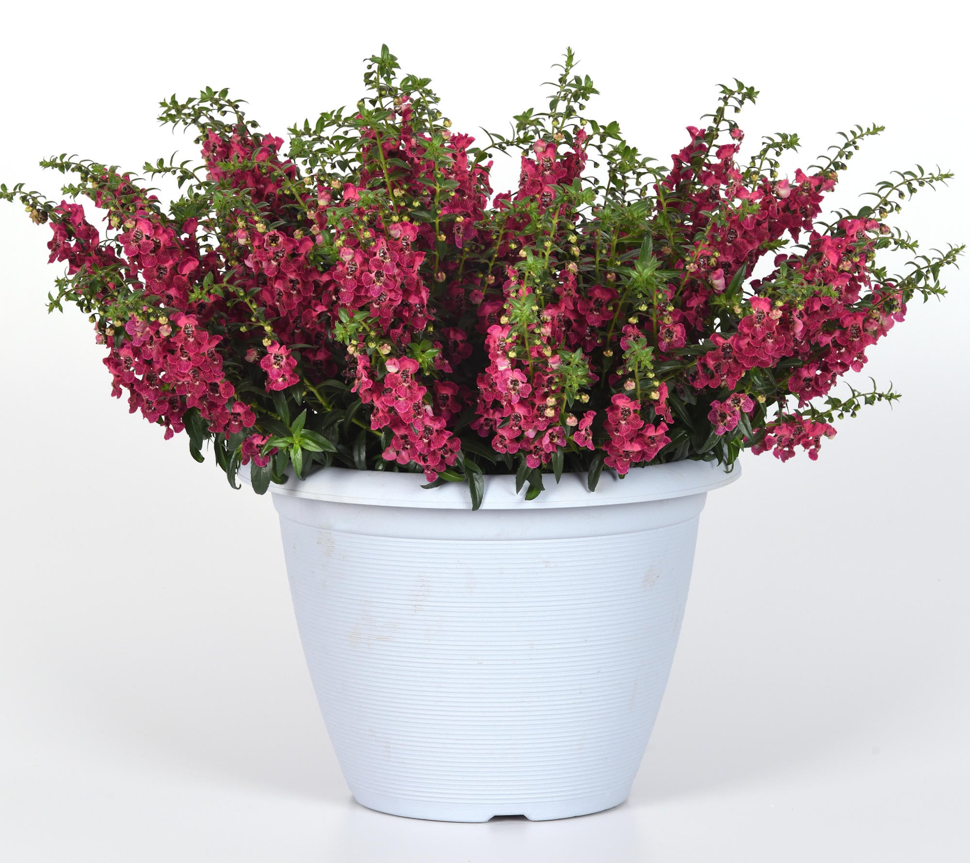Angelonia 'AngelFlare™ Cranberry' - 1 Gallon Pot